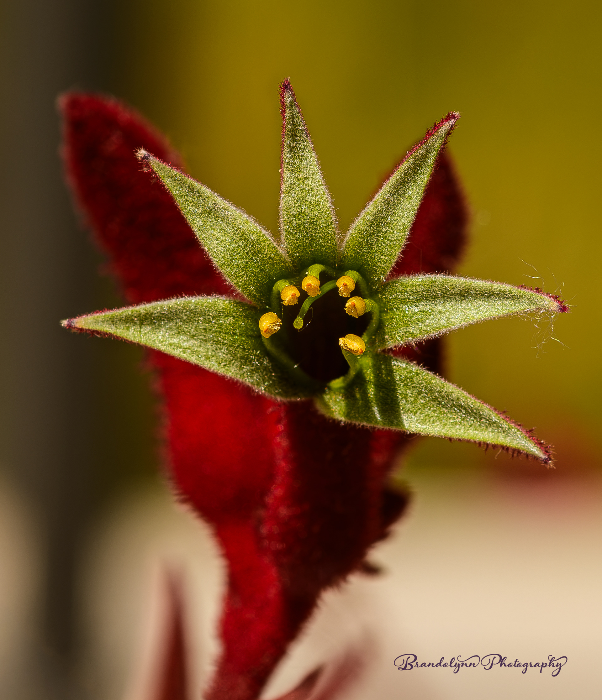 Anigozanthos, or "Kangaroo Paw"