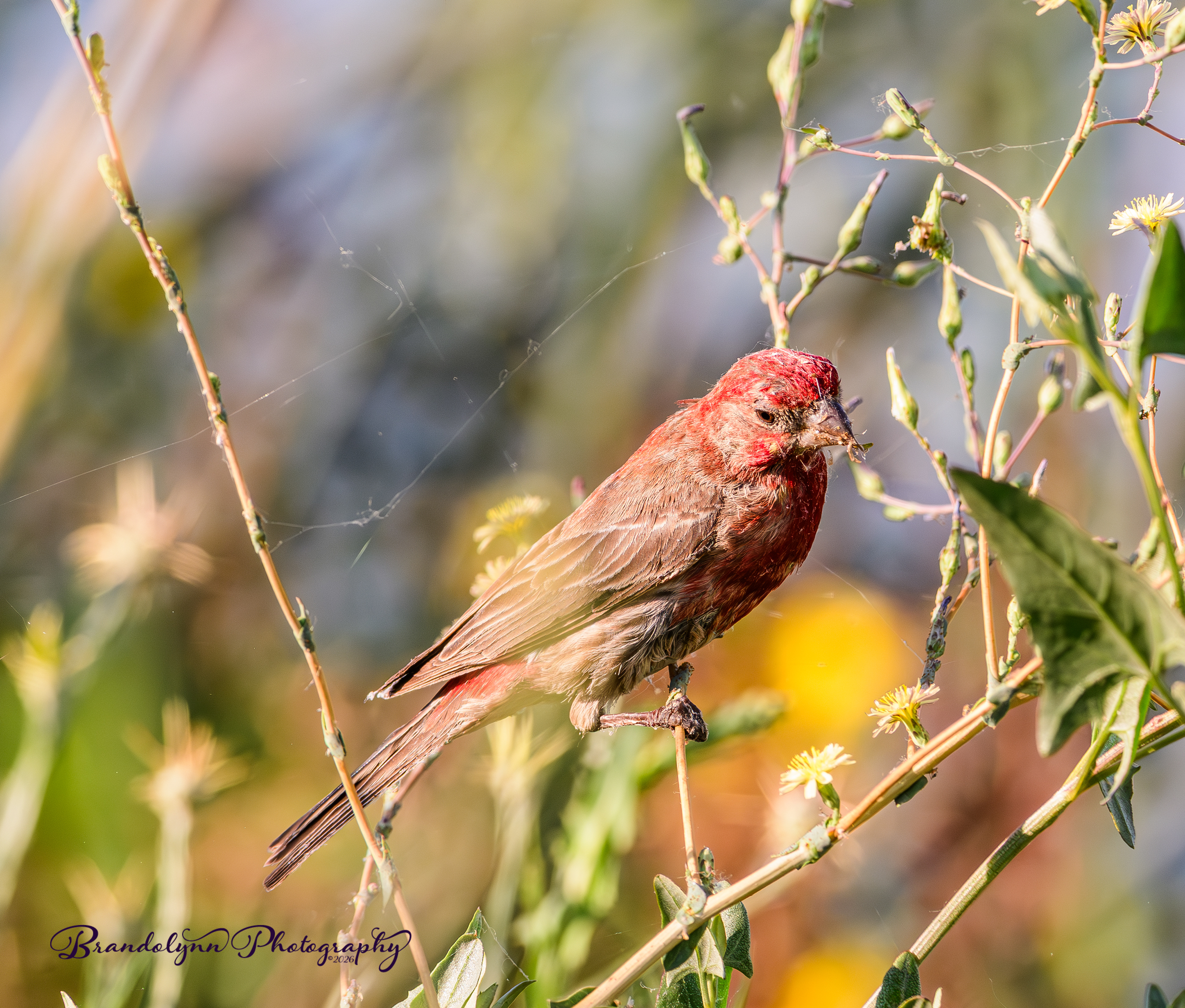 Male House Finch