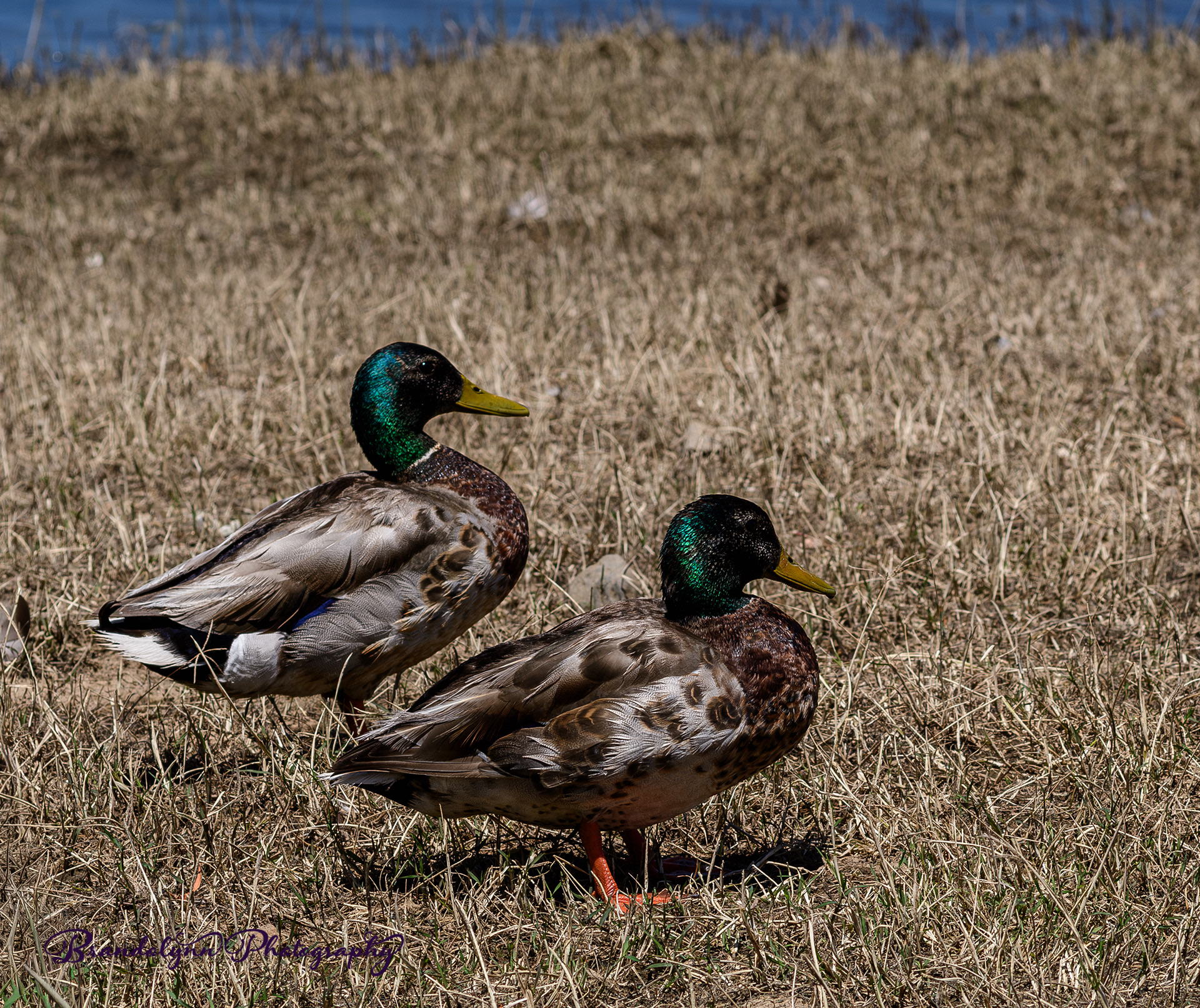 Mallard x American Black Duck Hybrid Drakes