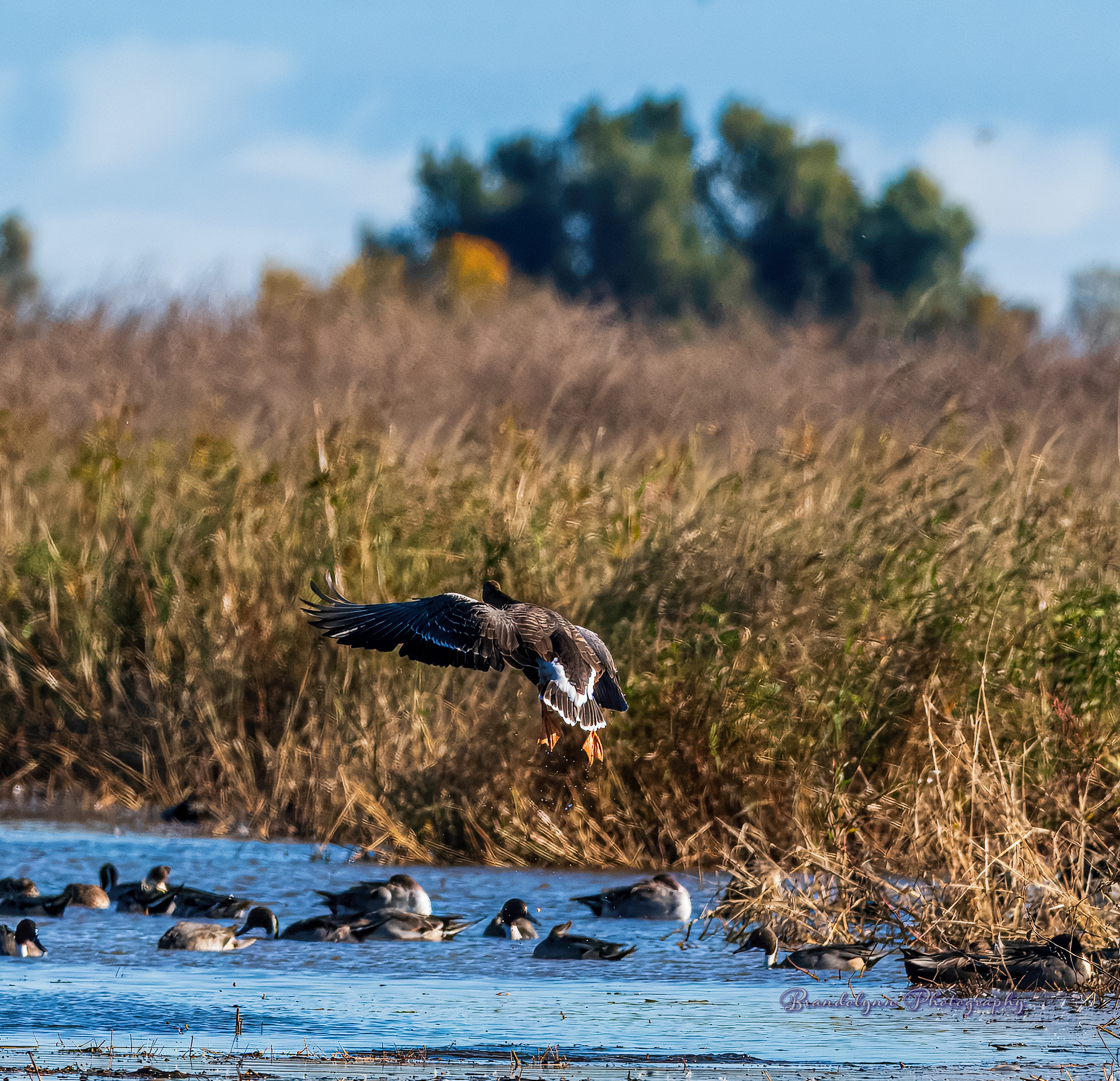 Greater White-fronted Goose