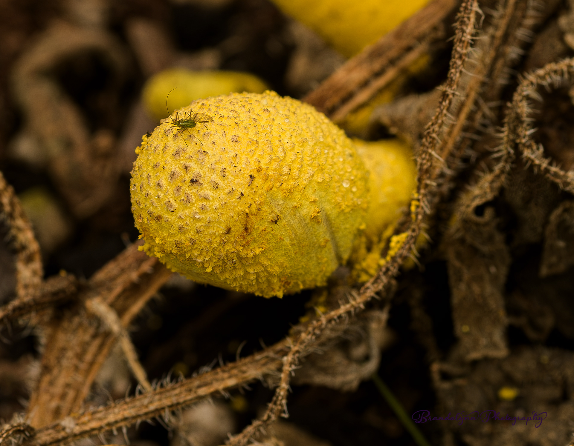  Leucocoprinus birnbaumii or " Plant-pot Dapperling mushroom"