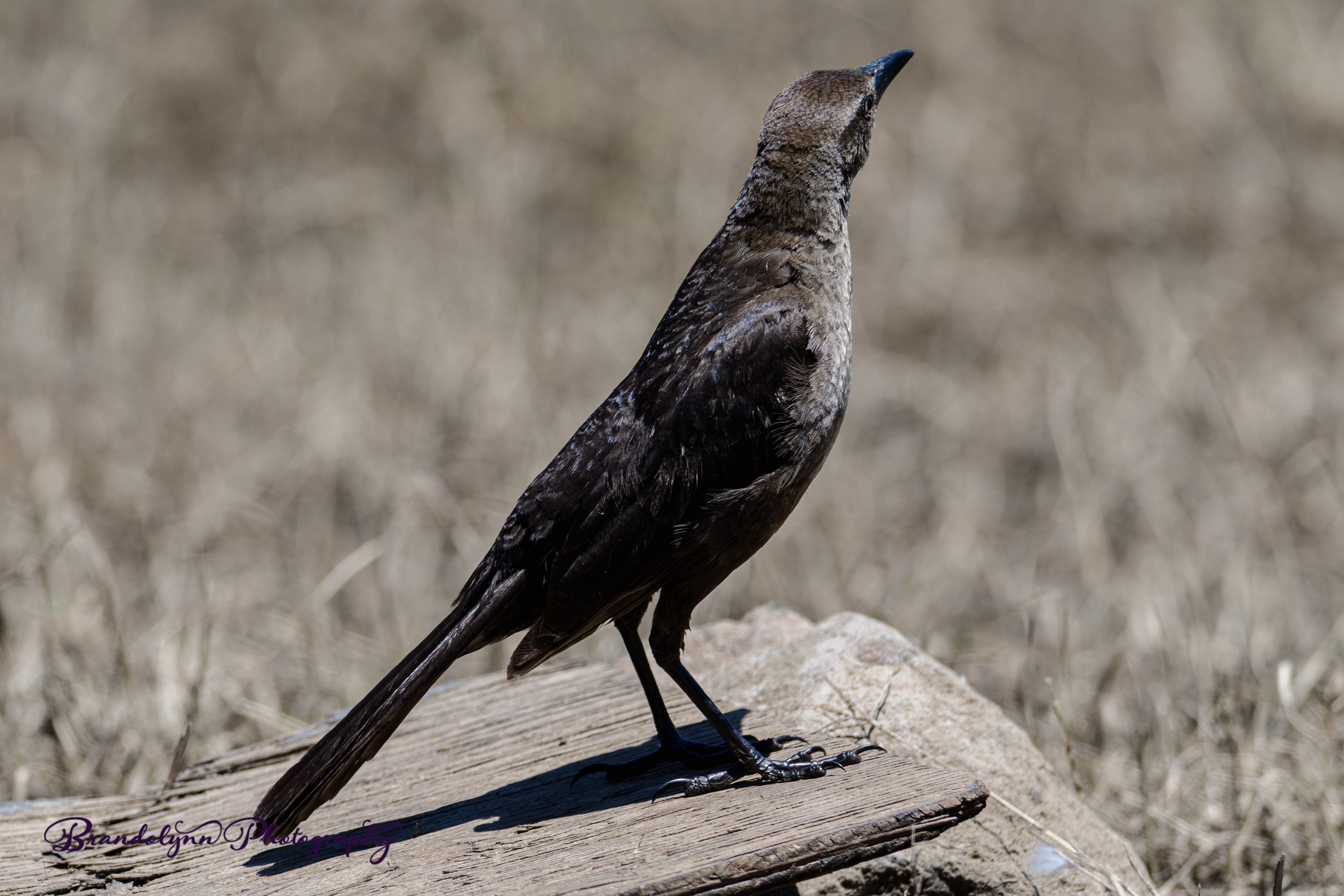  Female Great-tailed Grackle