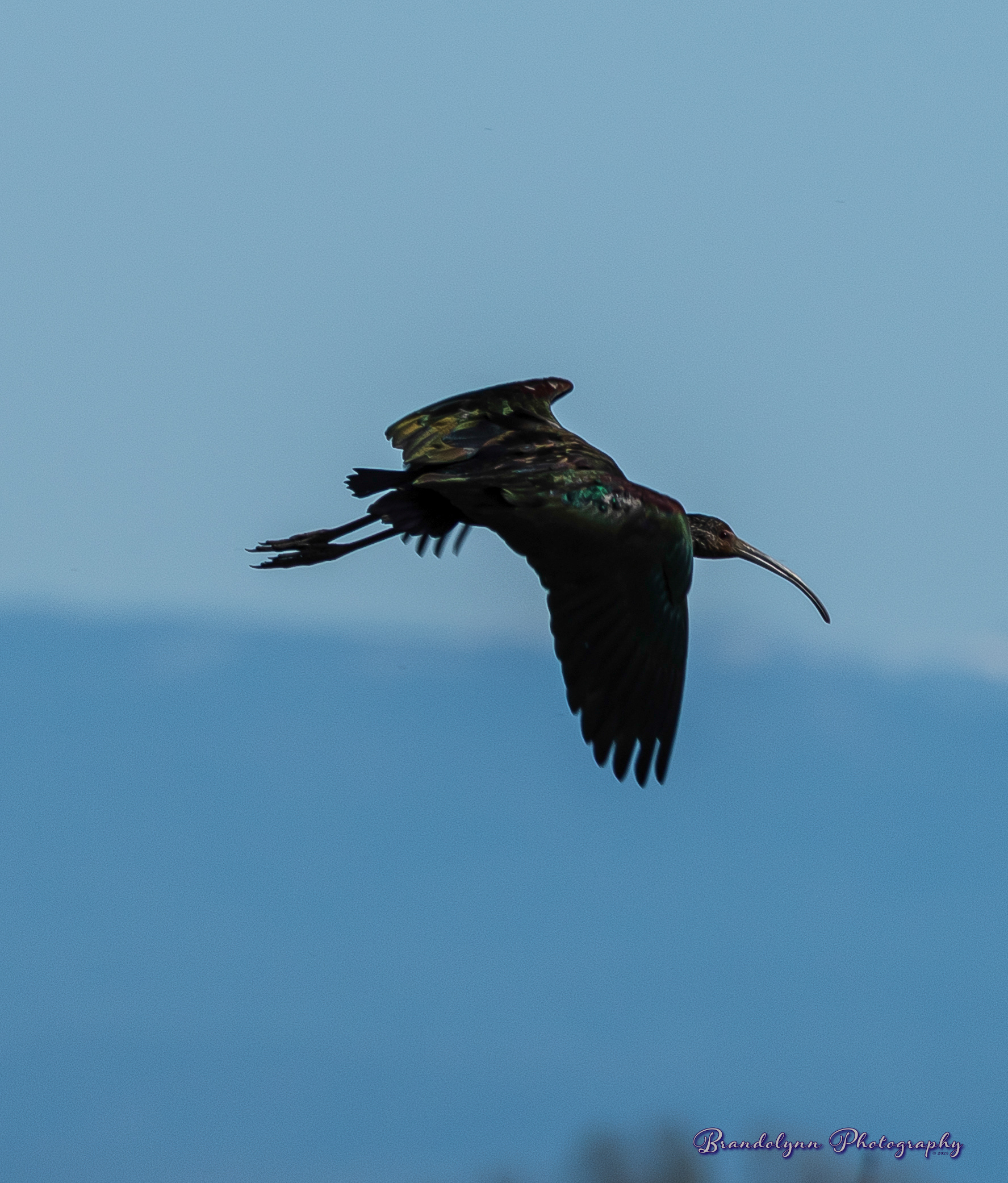 White-faced Ibis