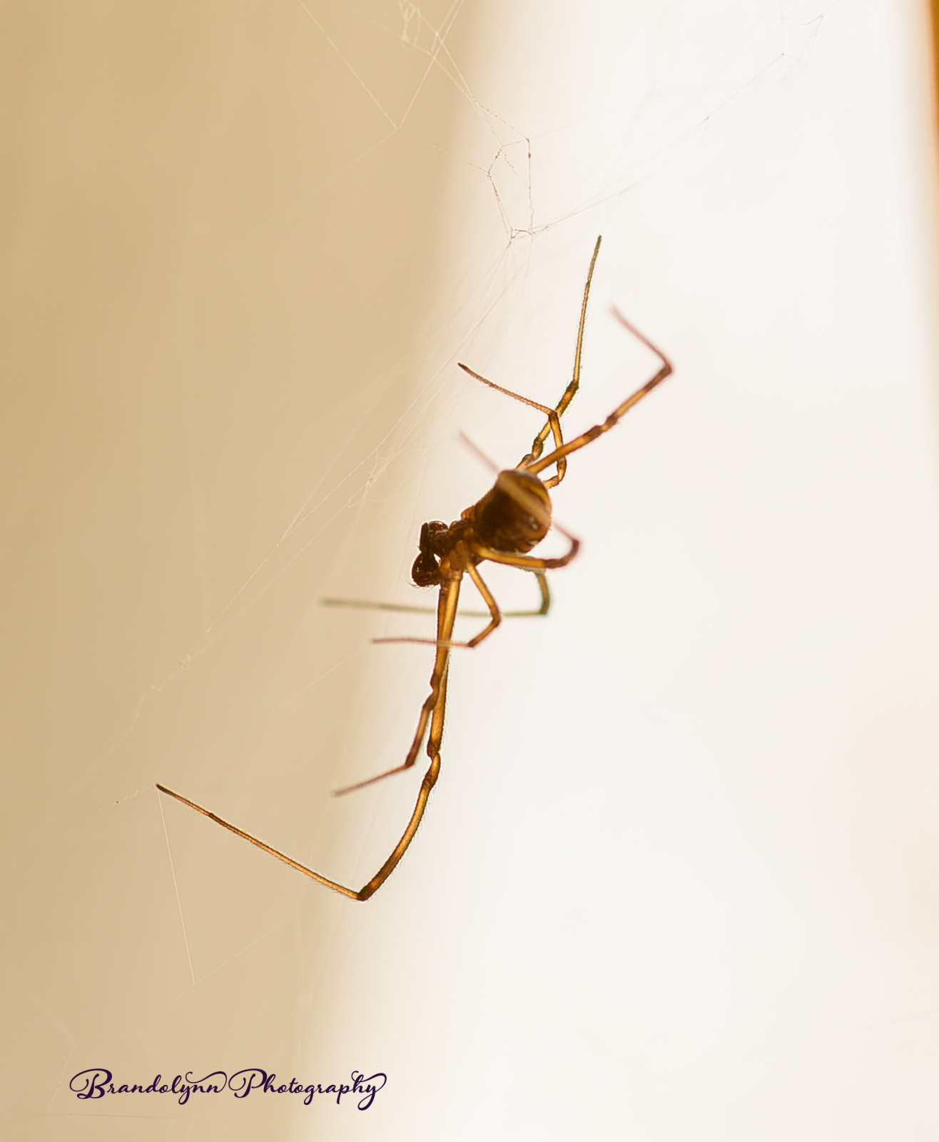 Male Black Widow