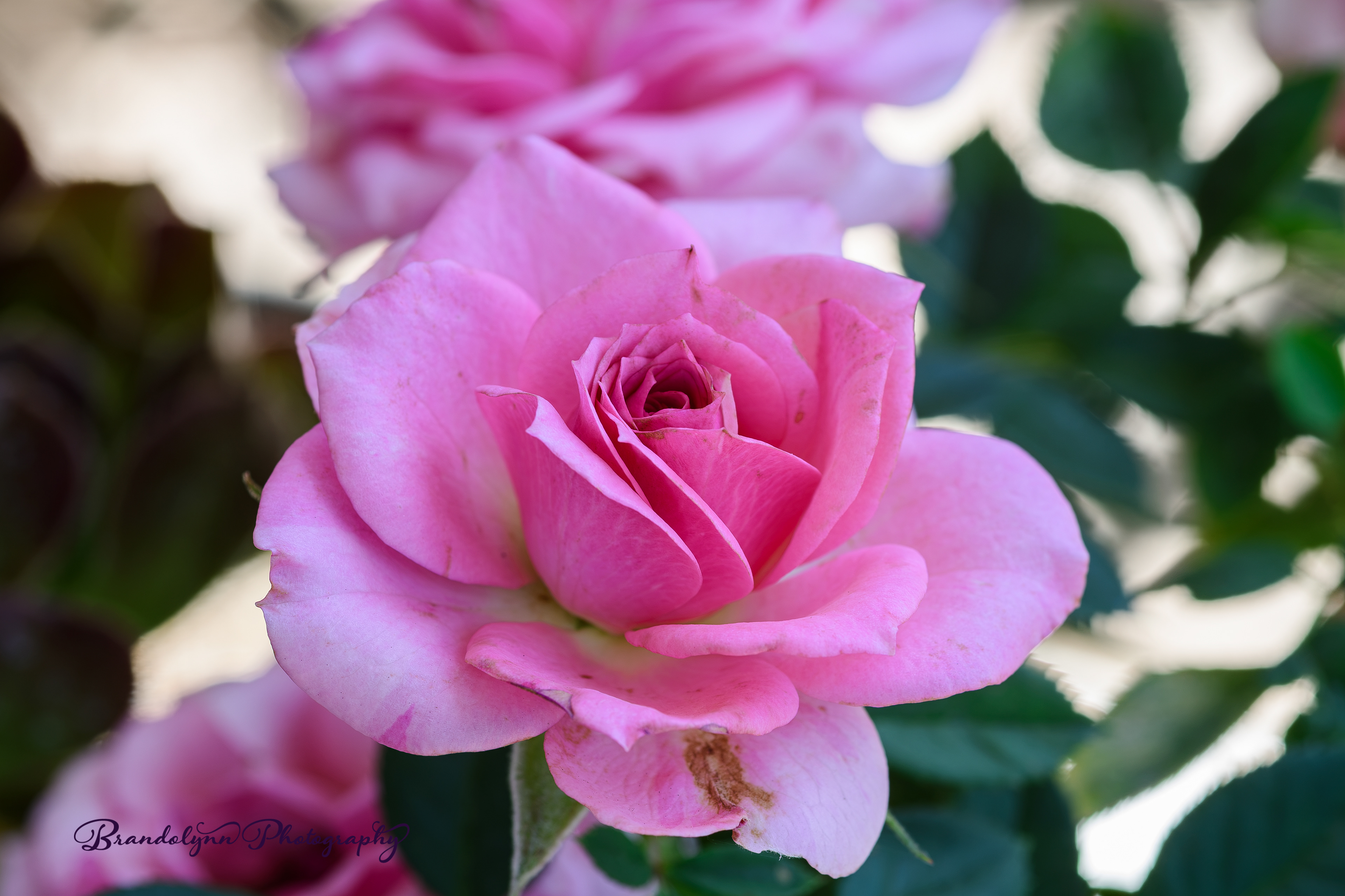 'Pink Kordana' Rose