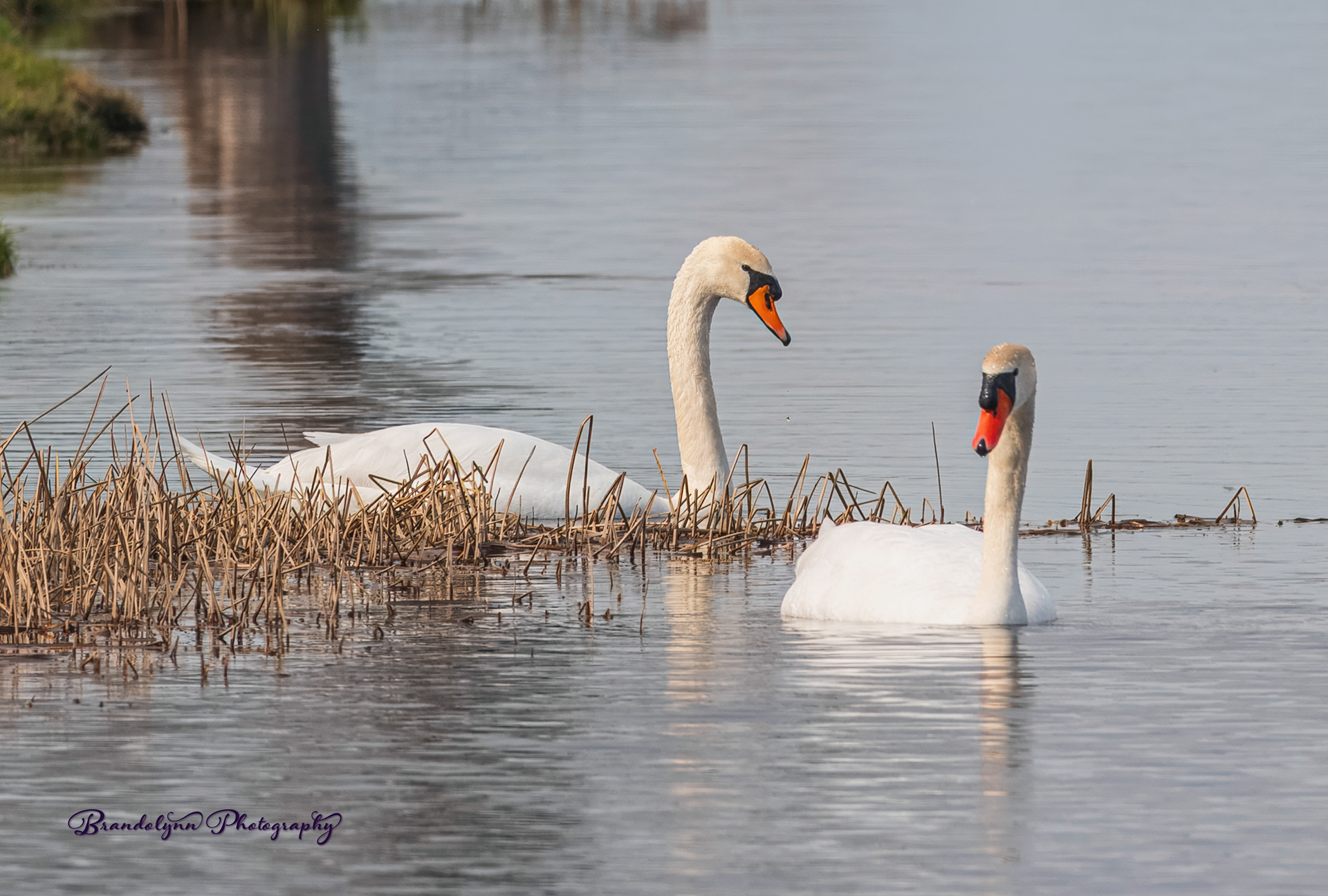 Mute Swan Pair