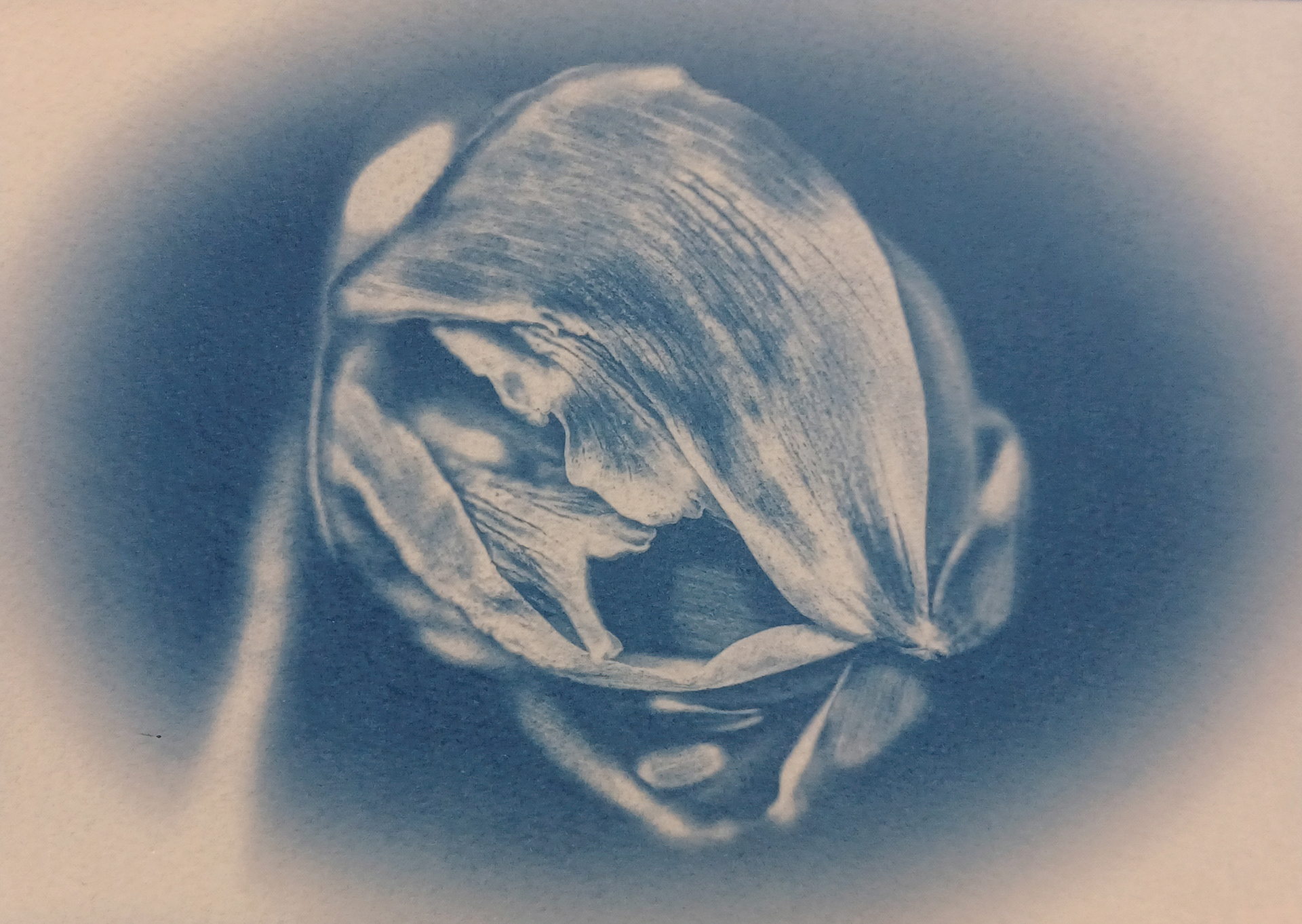 Daffodil bud just before opening. This one was jury-selected to be displayed in the Butte College Gallery. 8x10