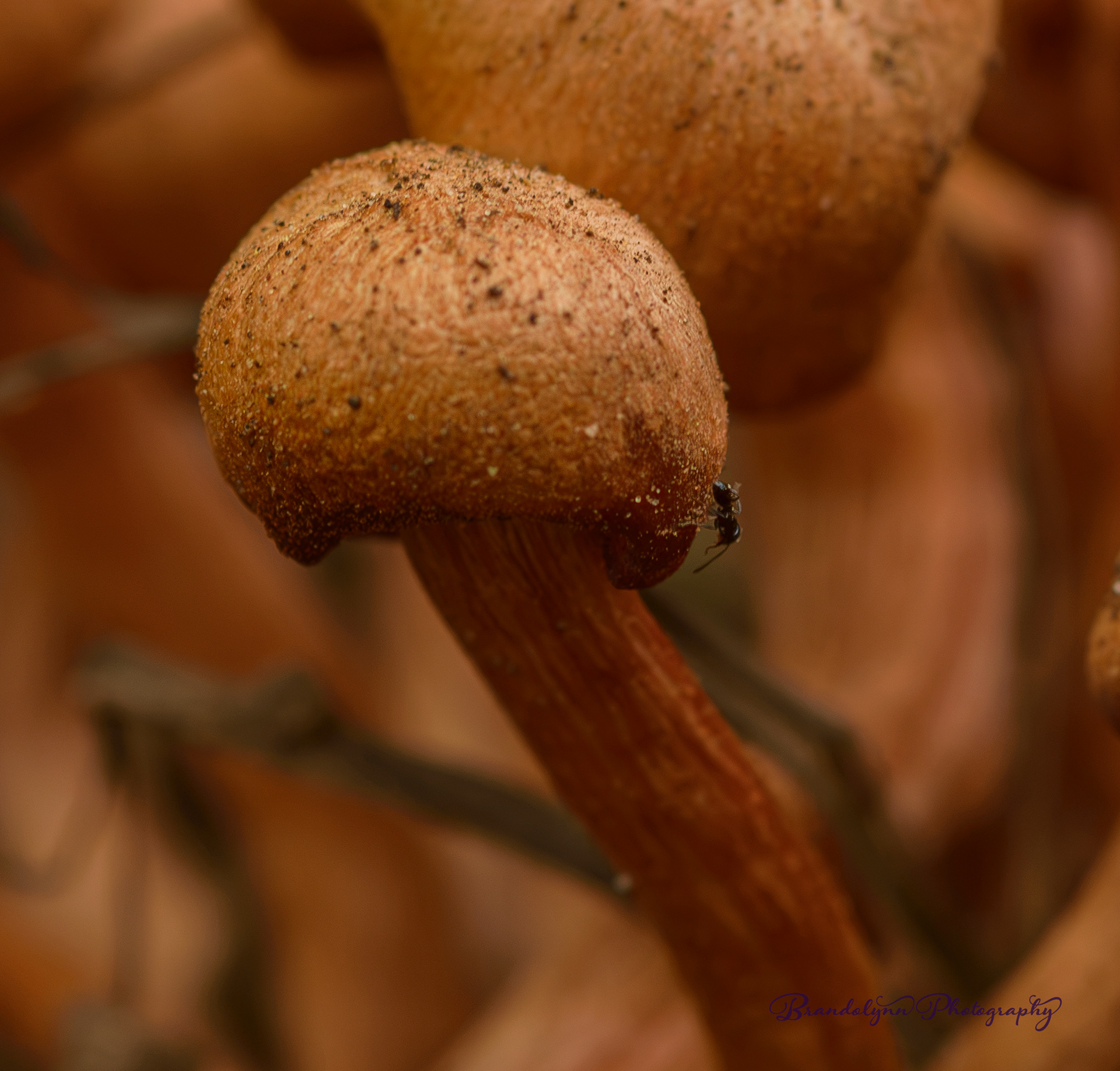 Velvety Tree Ant