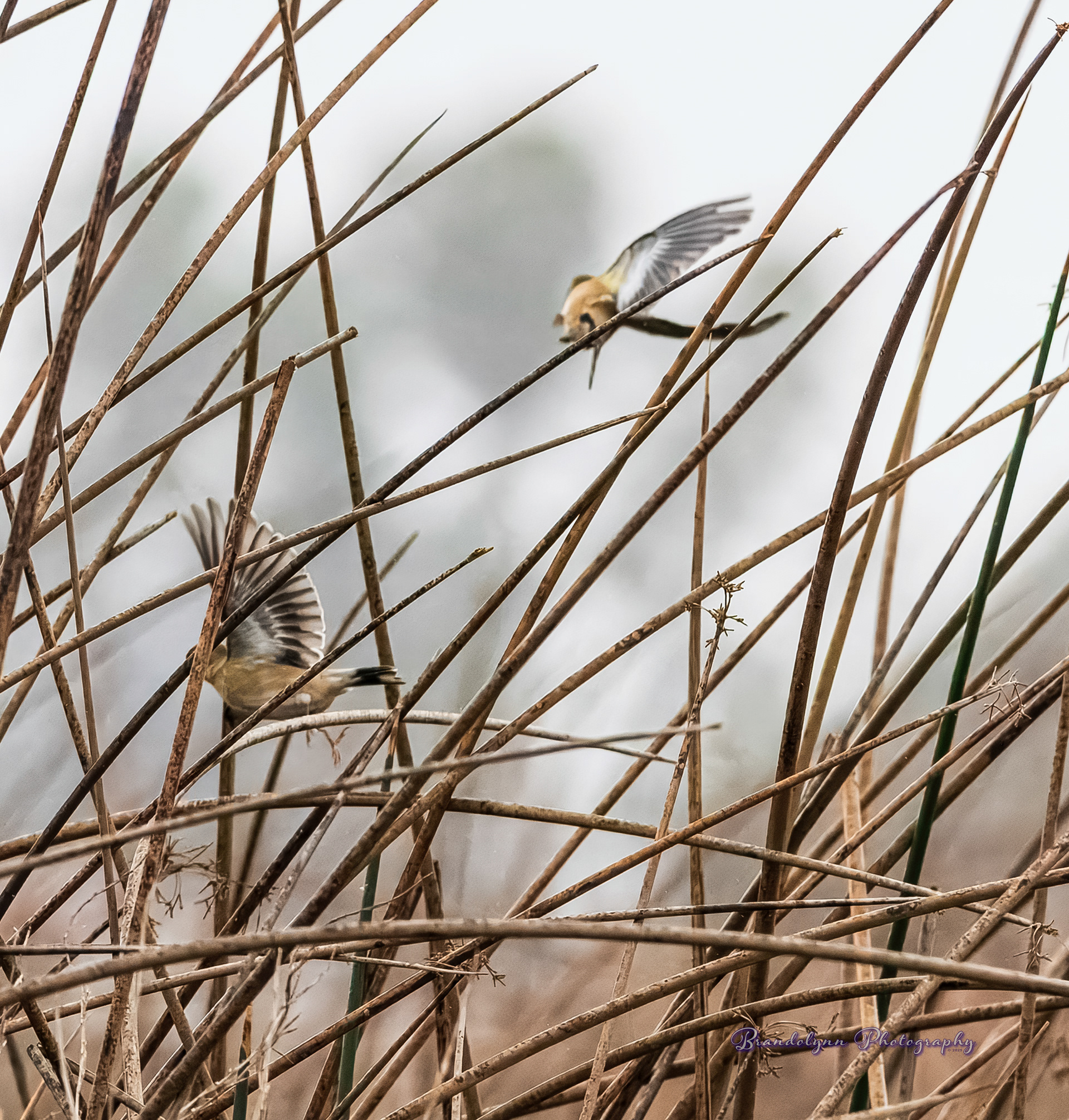 American Goldfinch