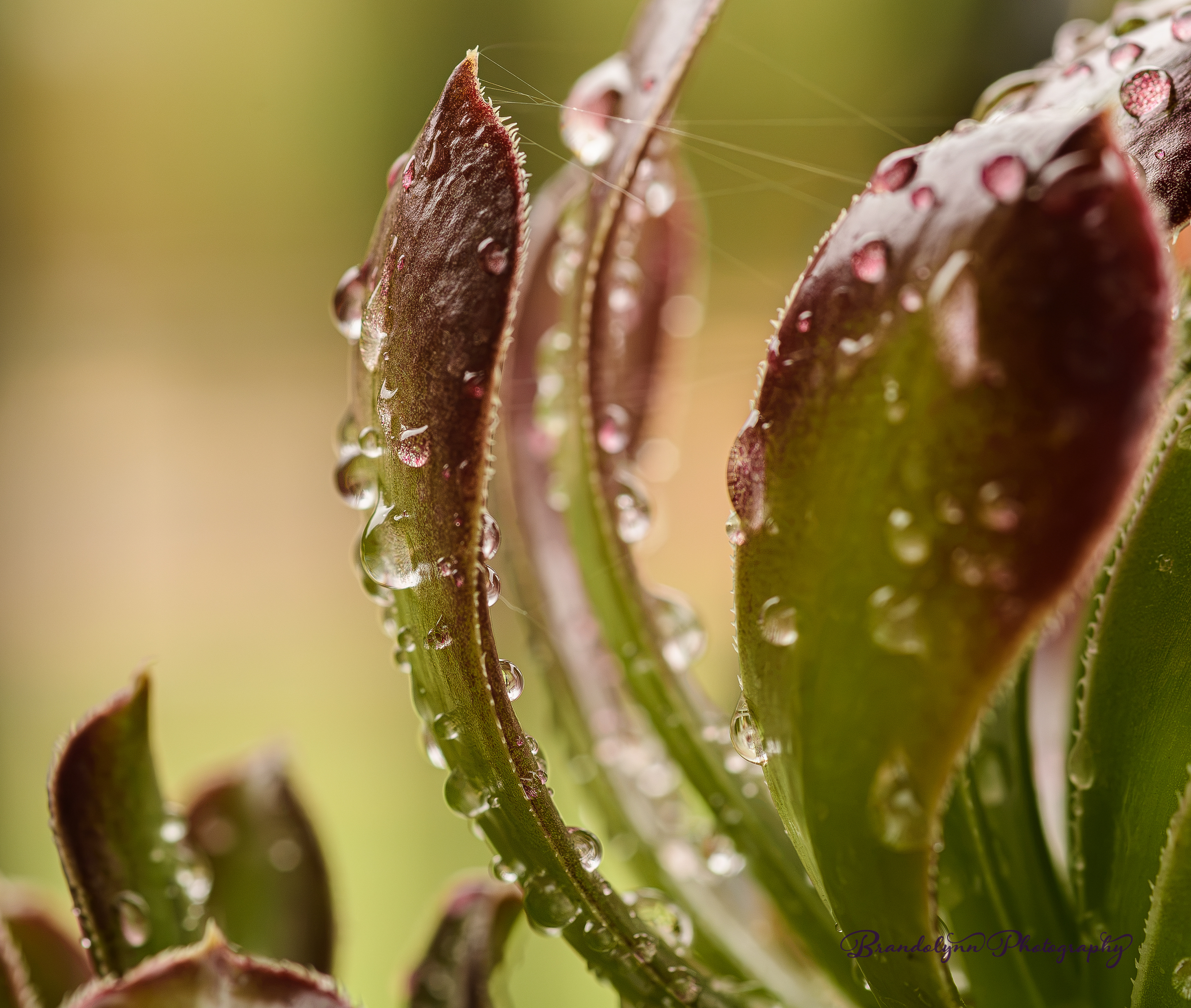 Aeonium