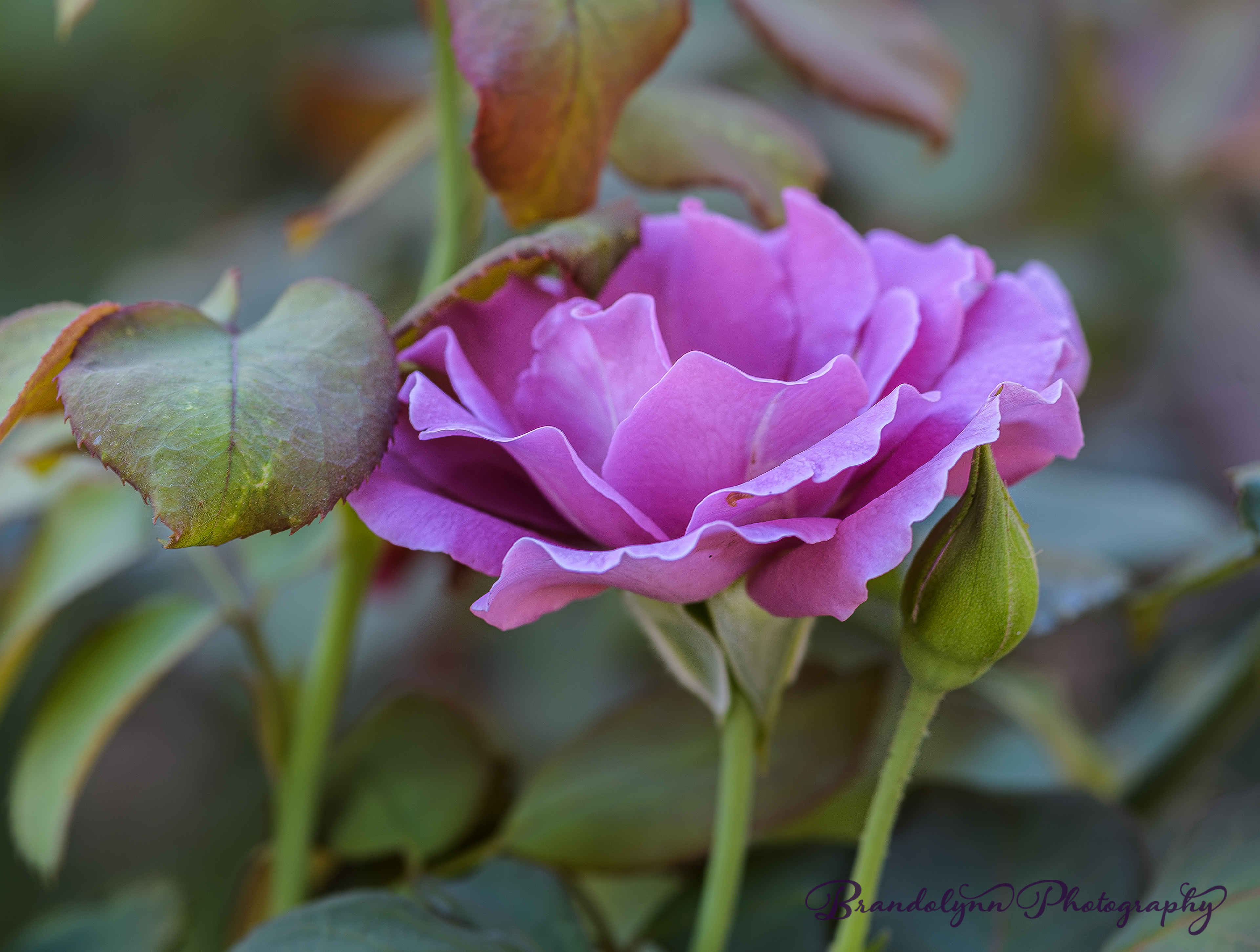 "Angel Face", lavender floribunda rose