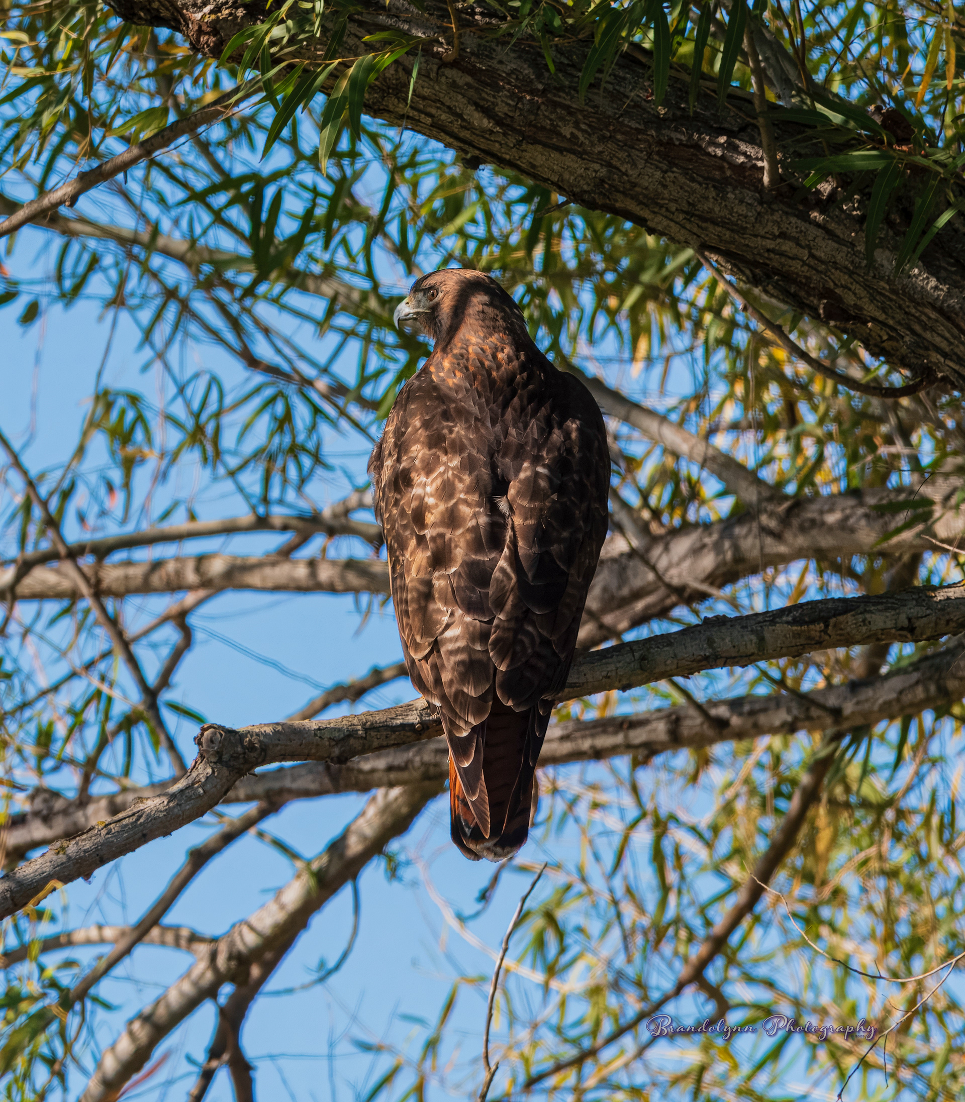 Red-Tailed Hawk