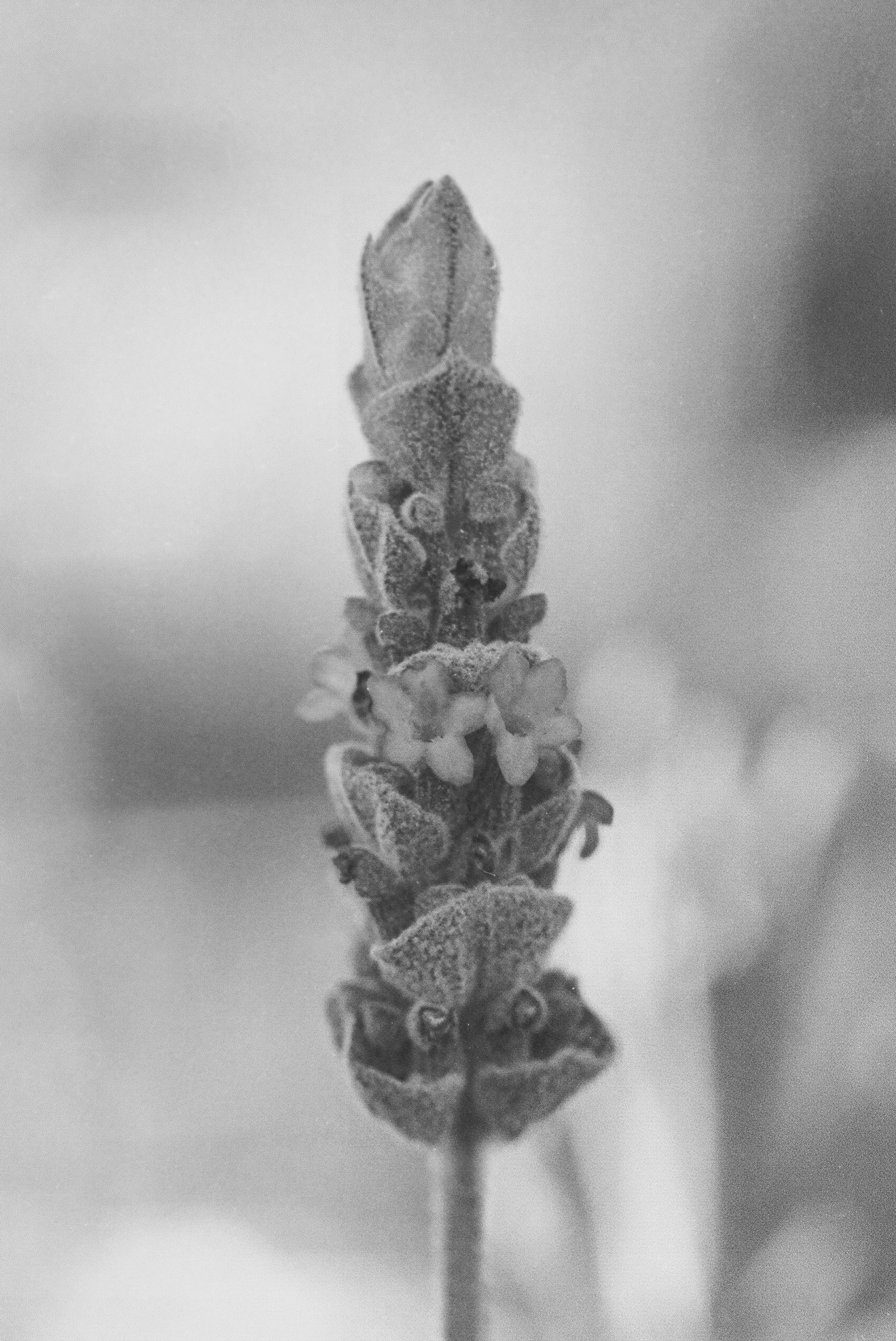 Lavender