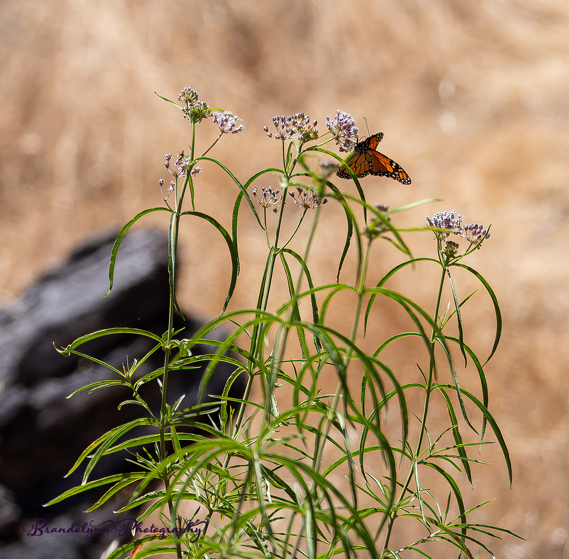 Monarch