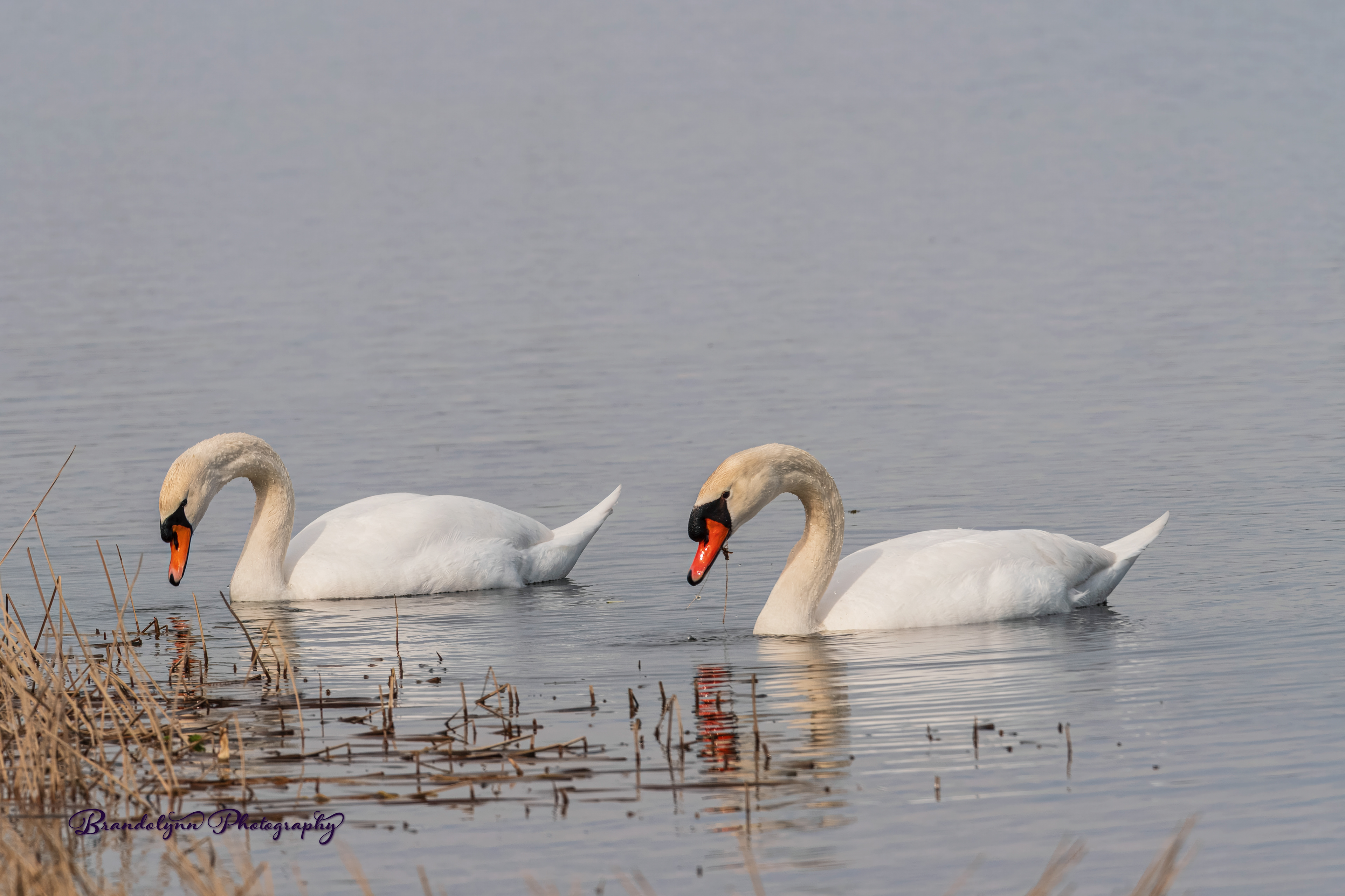 Mute Swan Pair