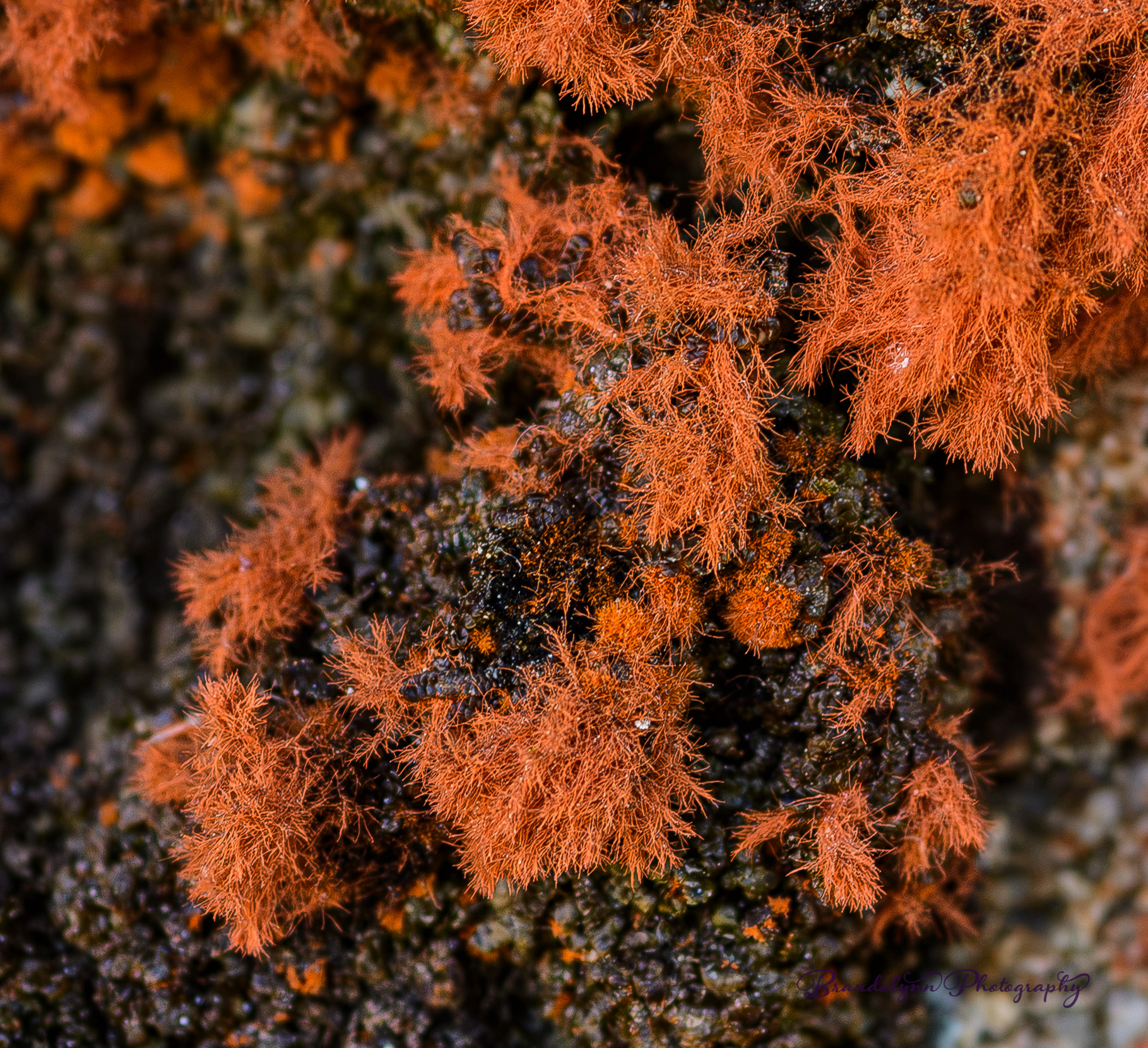  Trentepohlia aurea