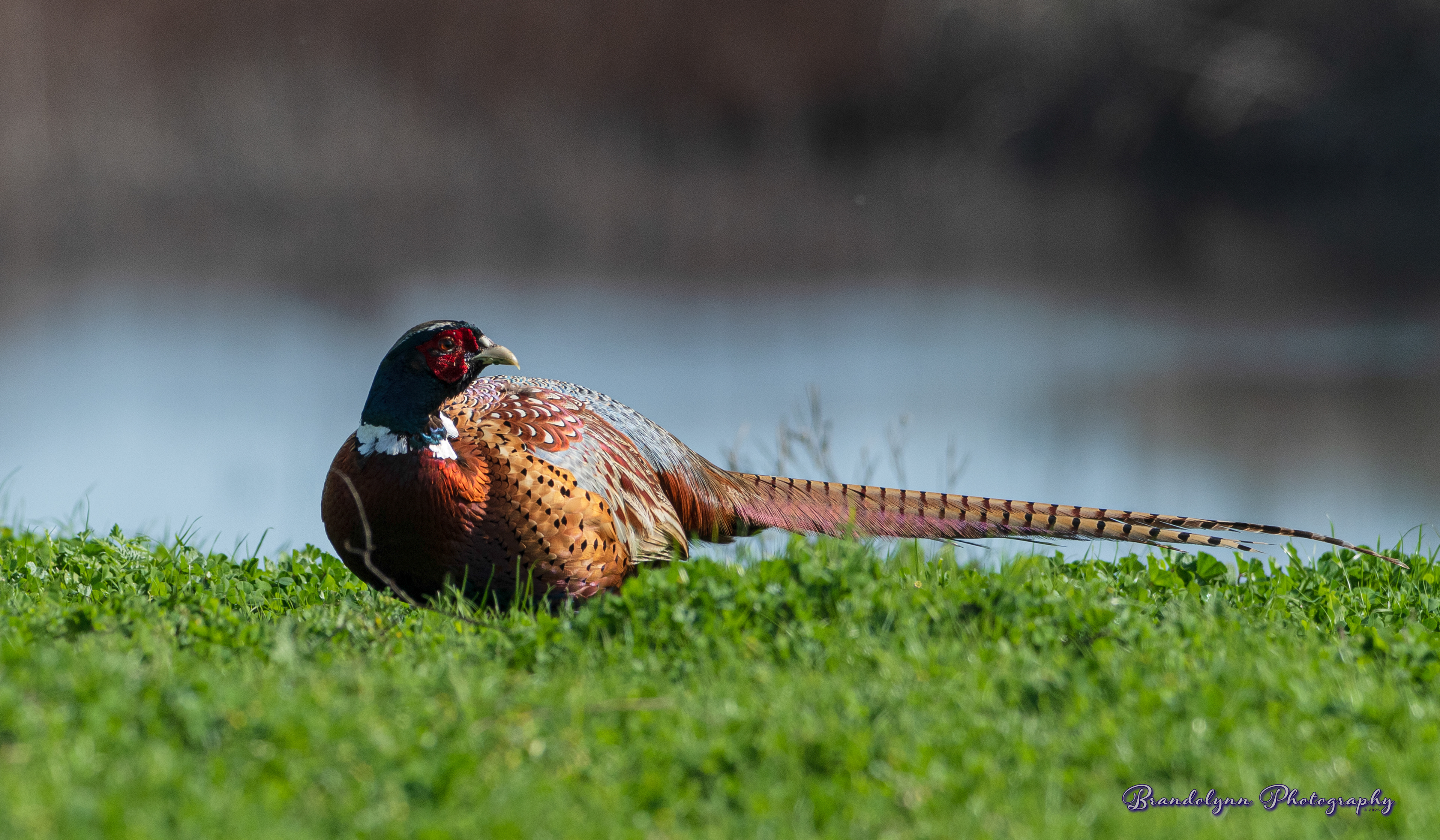 Pheasant