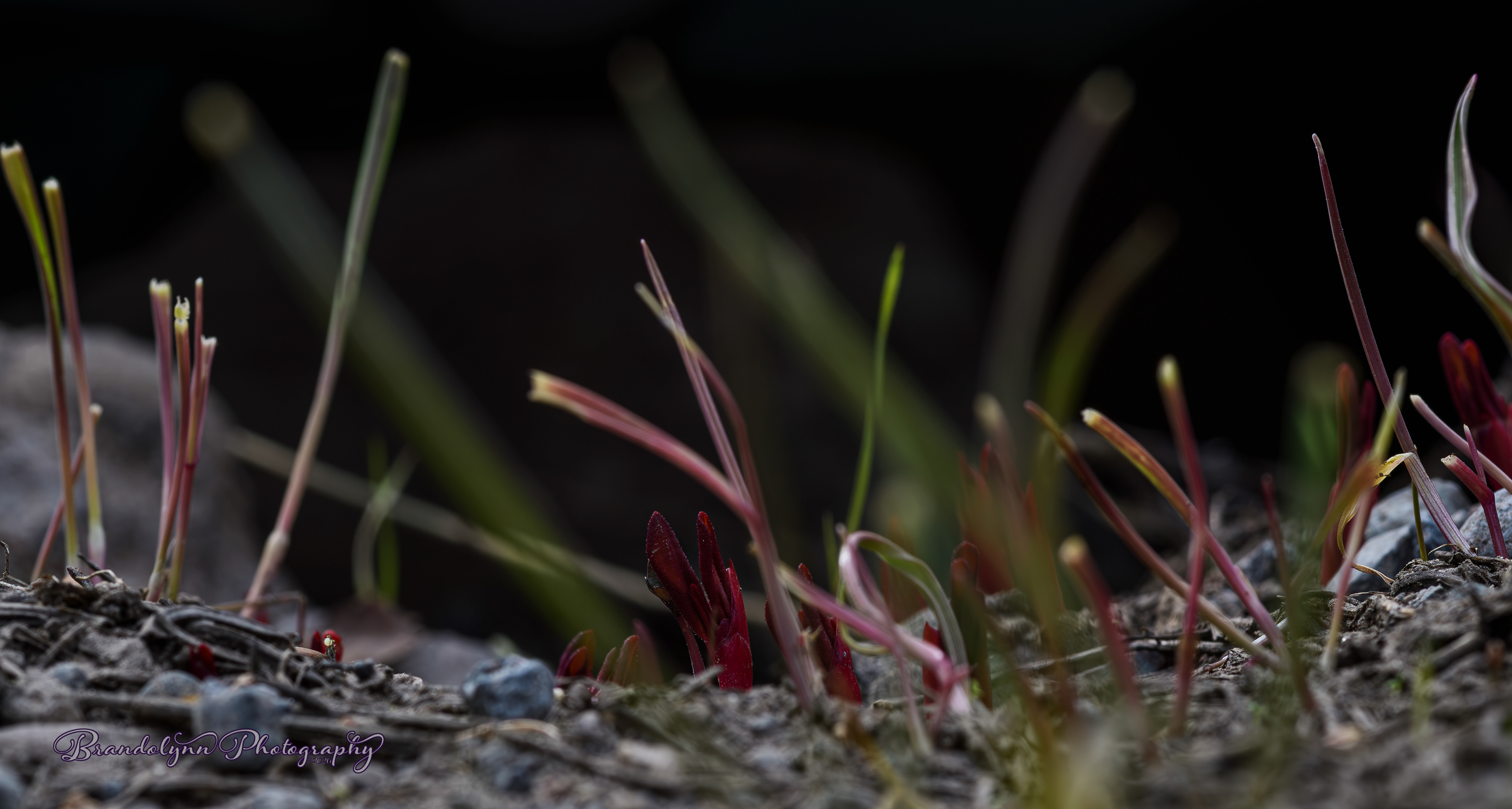 Sarcodes sanguinea, or "Snow Plant"