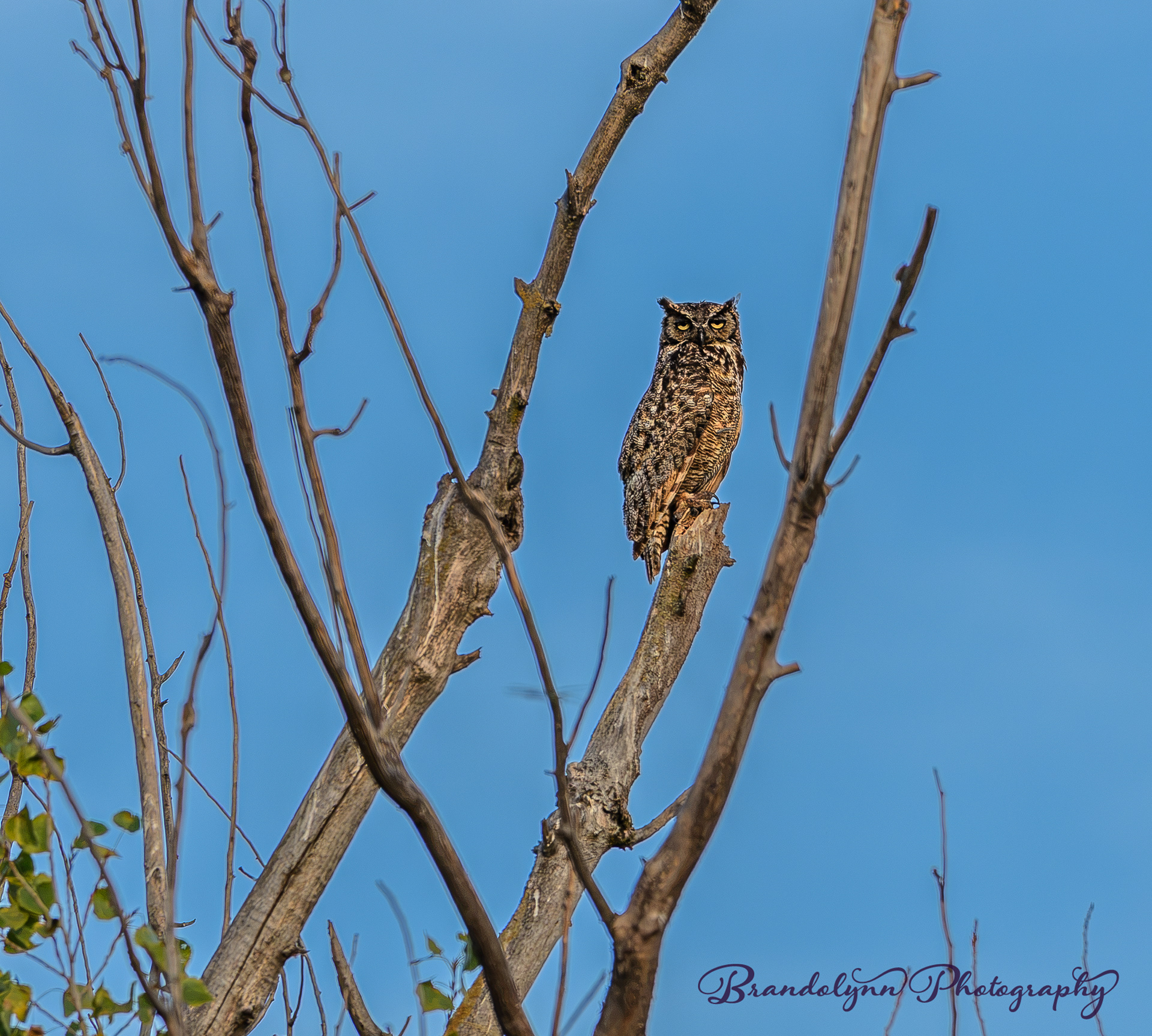 Great-Horned Owl