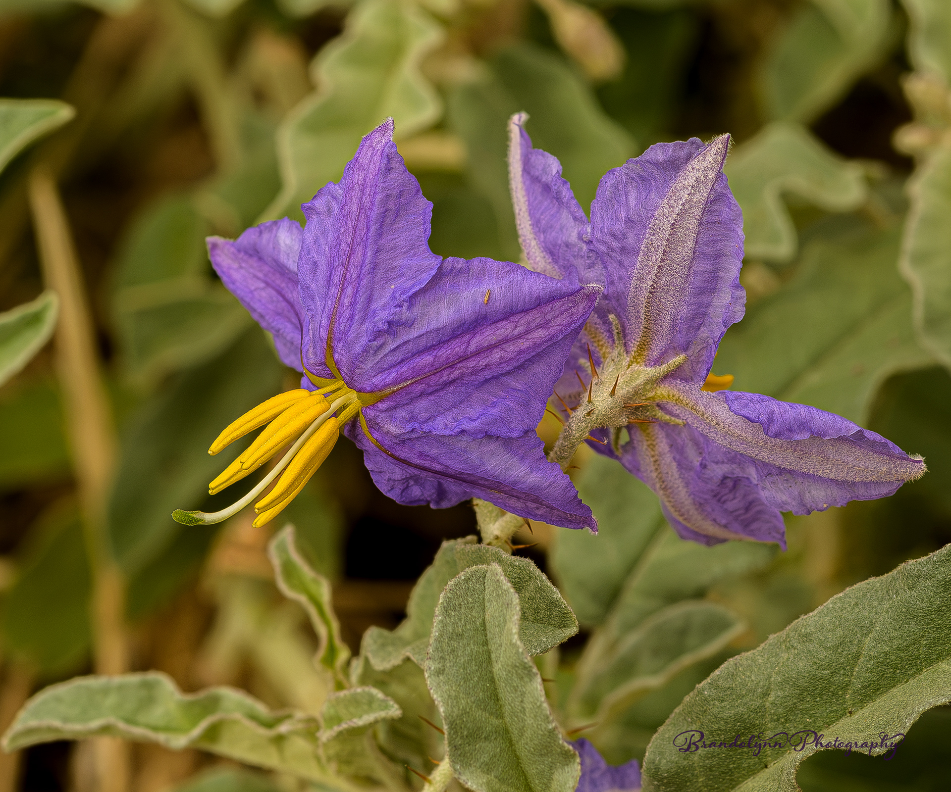  Solanum elaeagnifolium or " Silverleaf Nightshade"