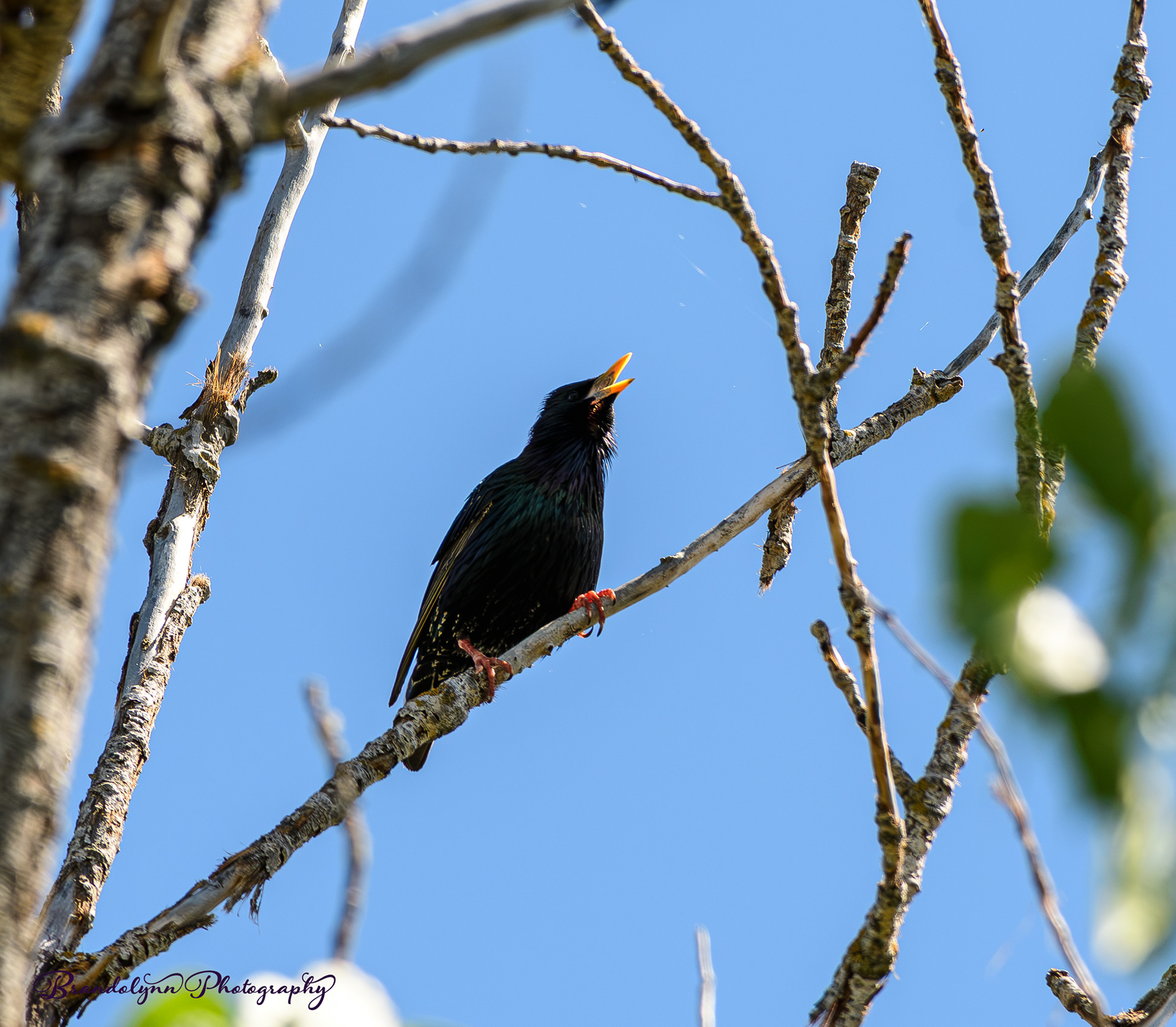  European Starling