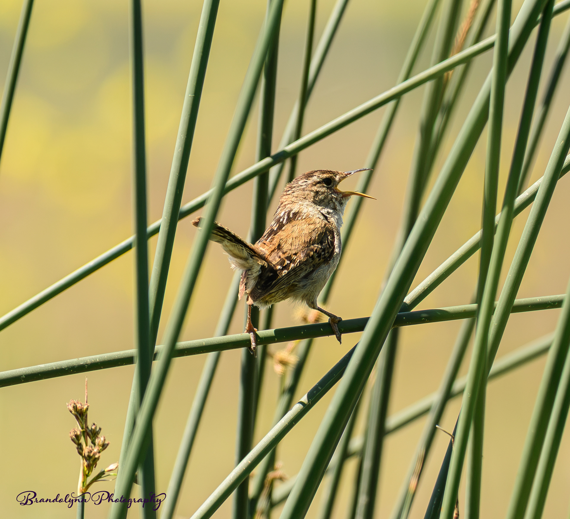 Marsh Wren
