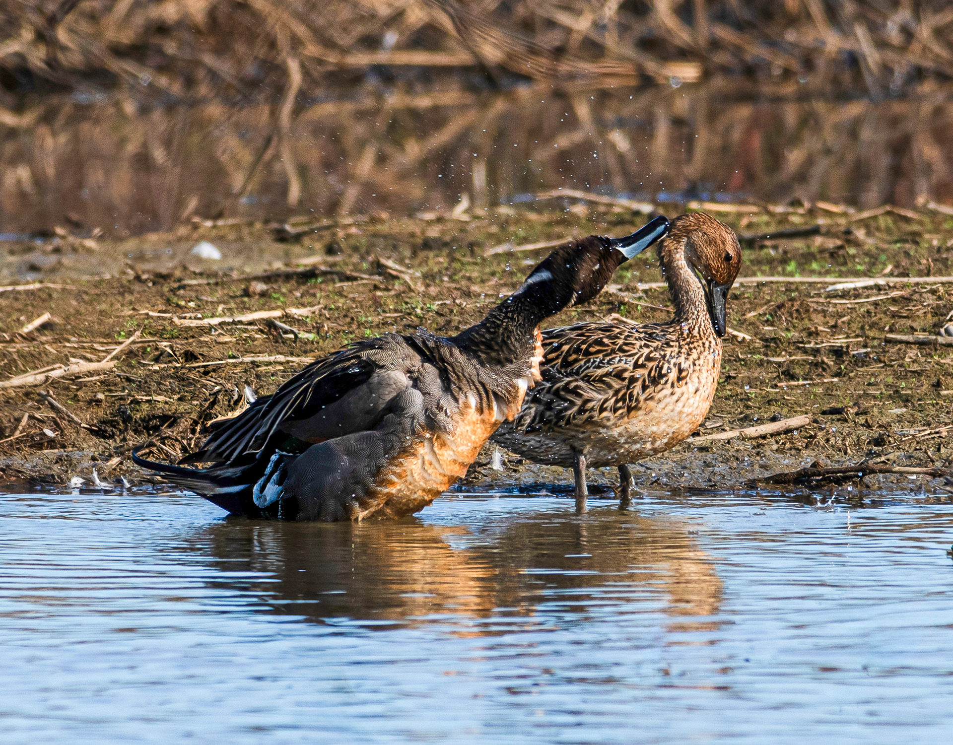 Northern Pintails