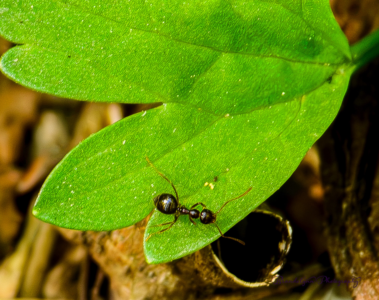 Winter or False Honey Ant