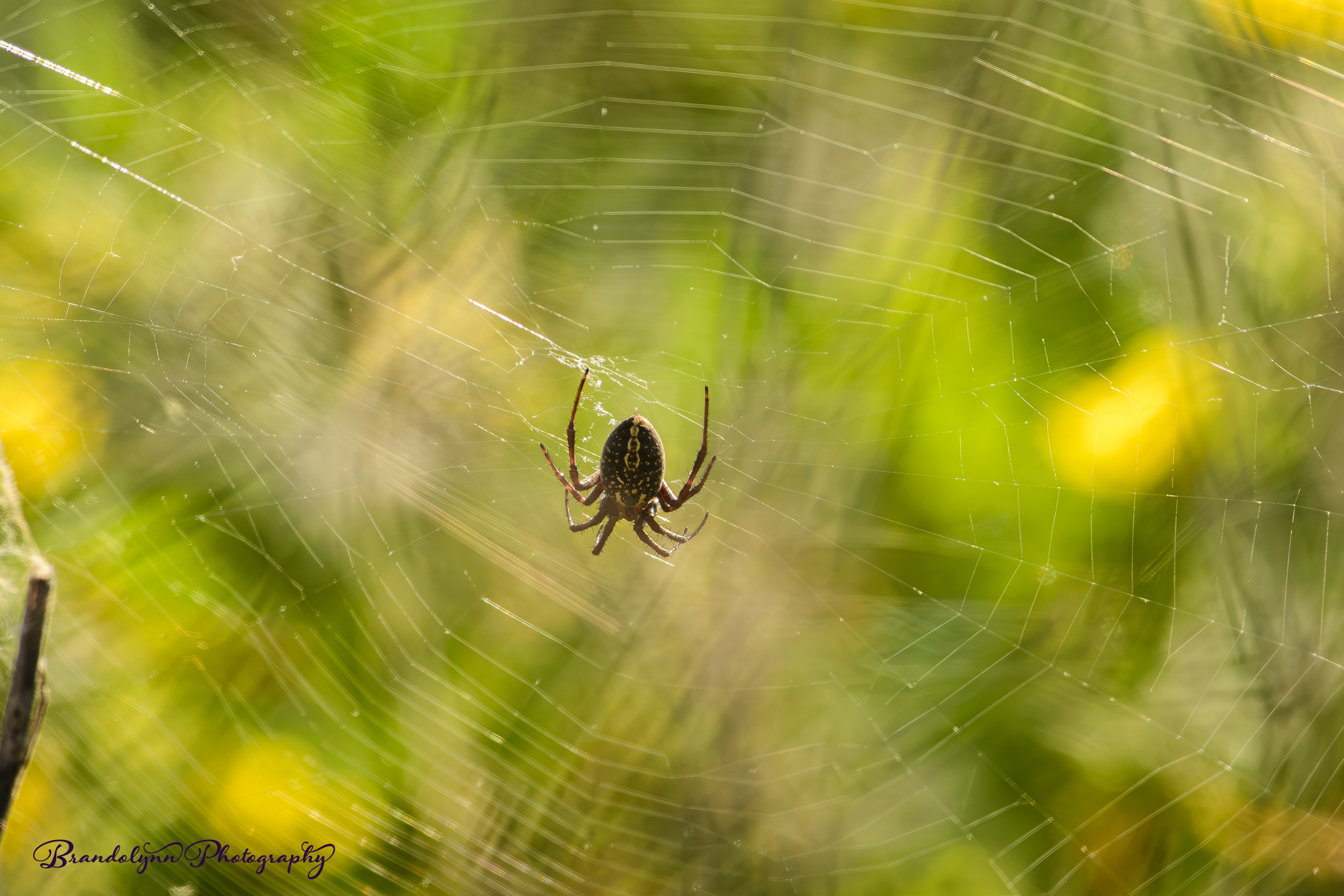 Western Spotted Orbweaver