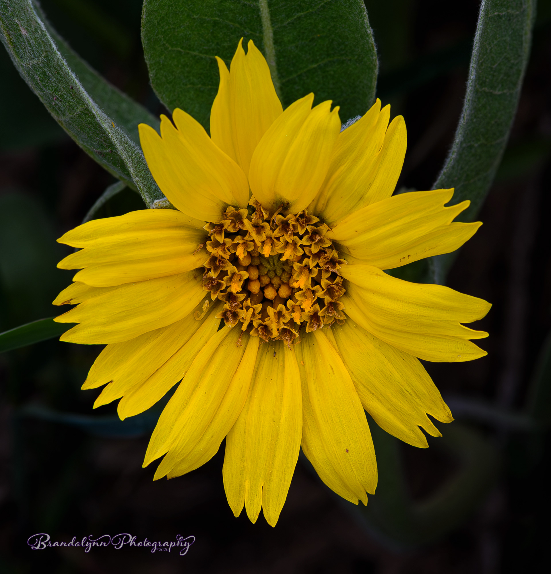 Wyethia mollis, or Wooly Mule's Ears"