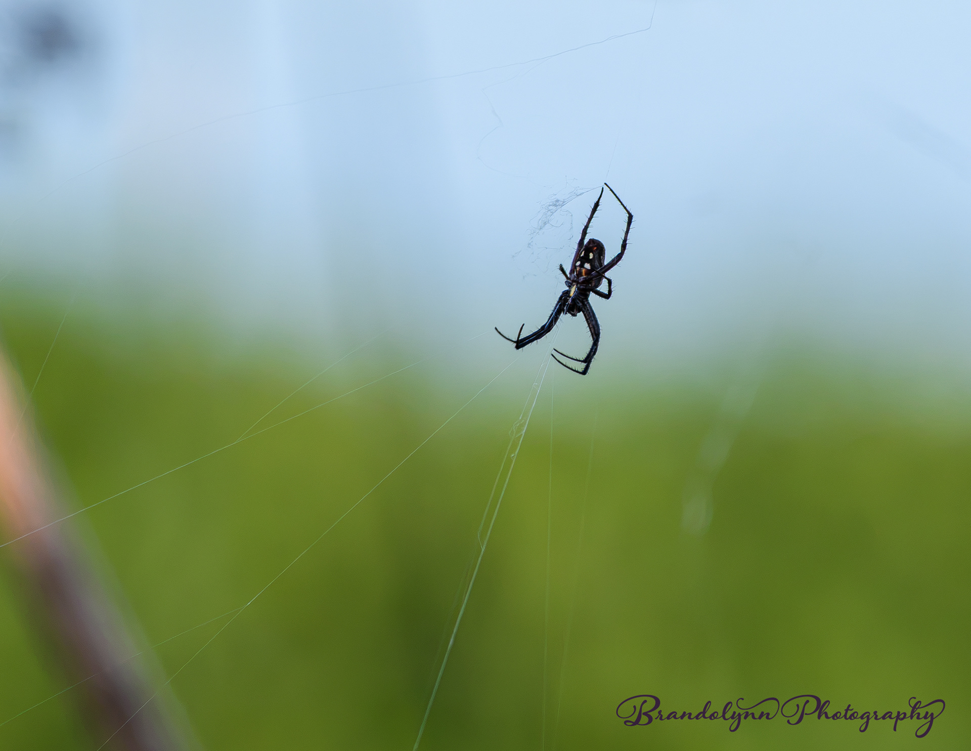 Western Spotted Orbweaver