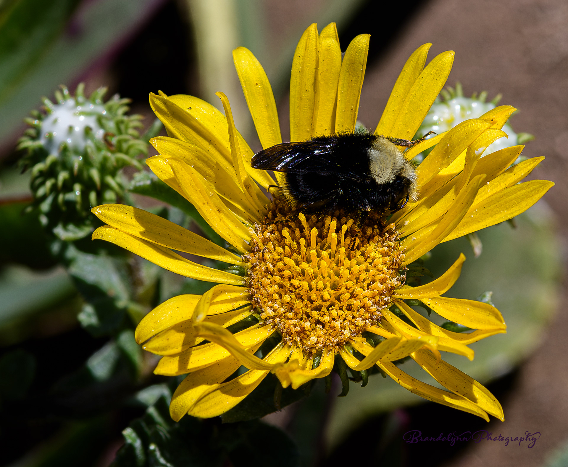 Grindelia stricta or "Coastal Gumplant" with a yellow-faced bumble bee