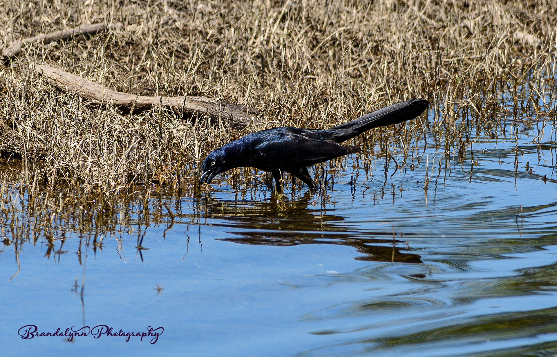  Male Great-tailed Grackle