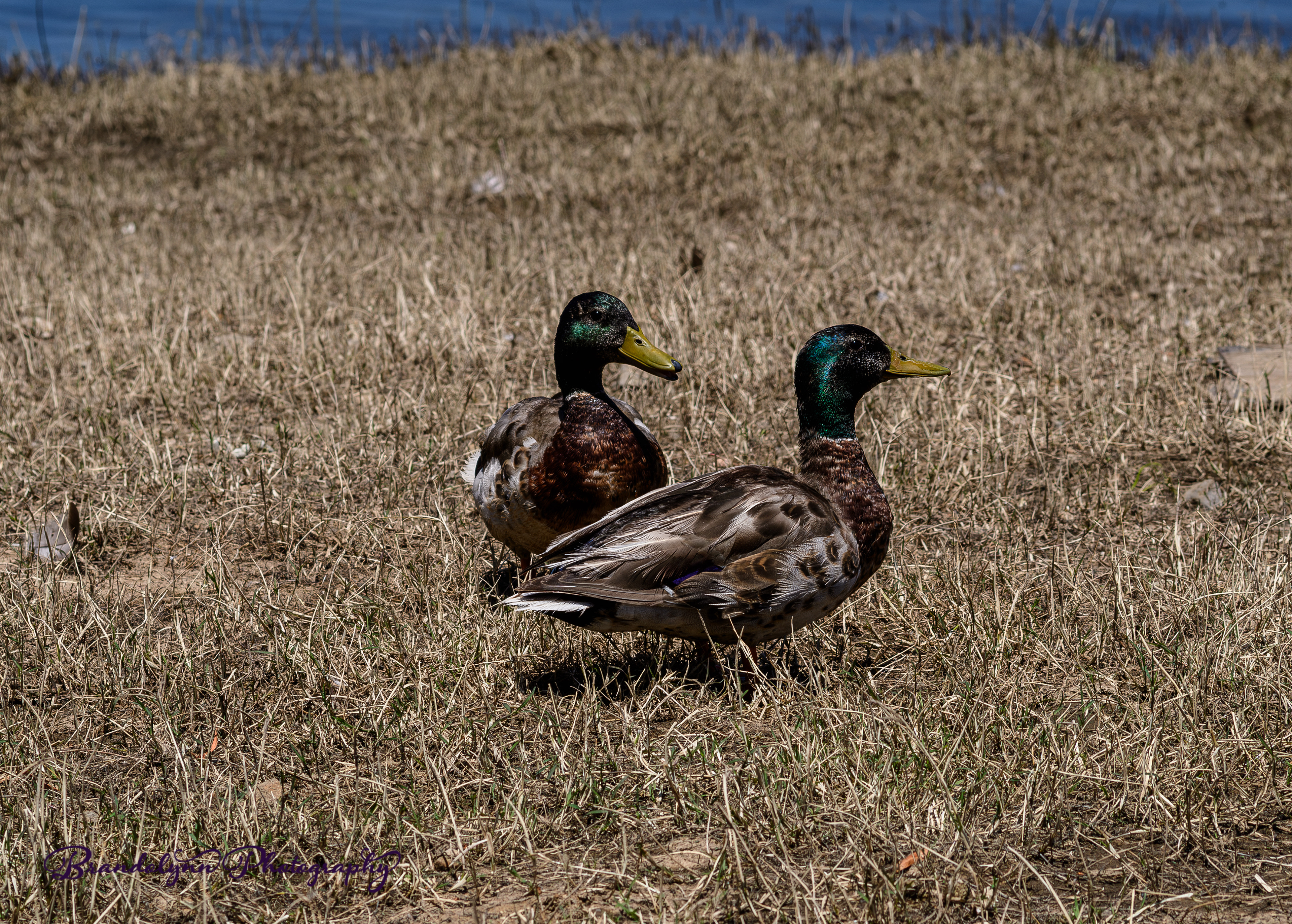 Mallard x American Black Duck Hybrid Drakes