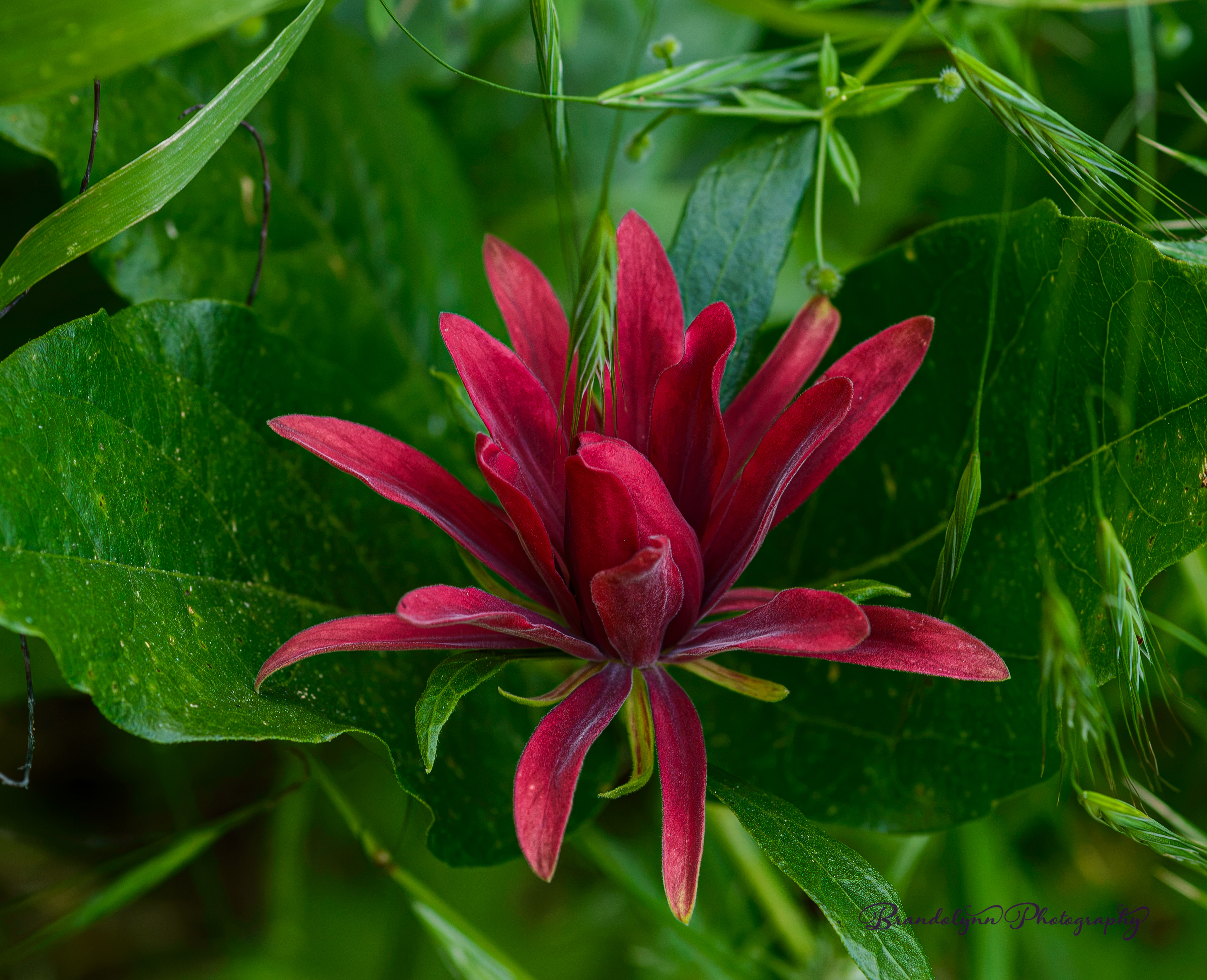  Calycanthus occidentalis or "Western Spicebush" or "California Sweetshrub"