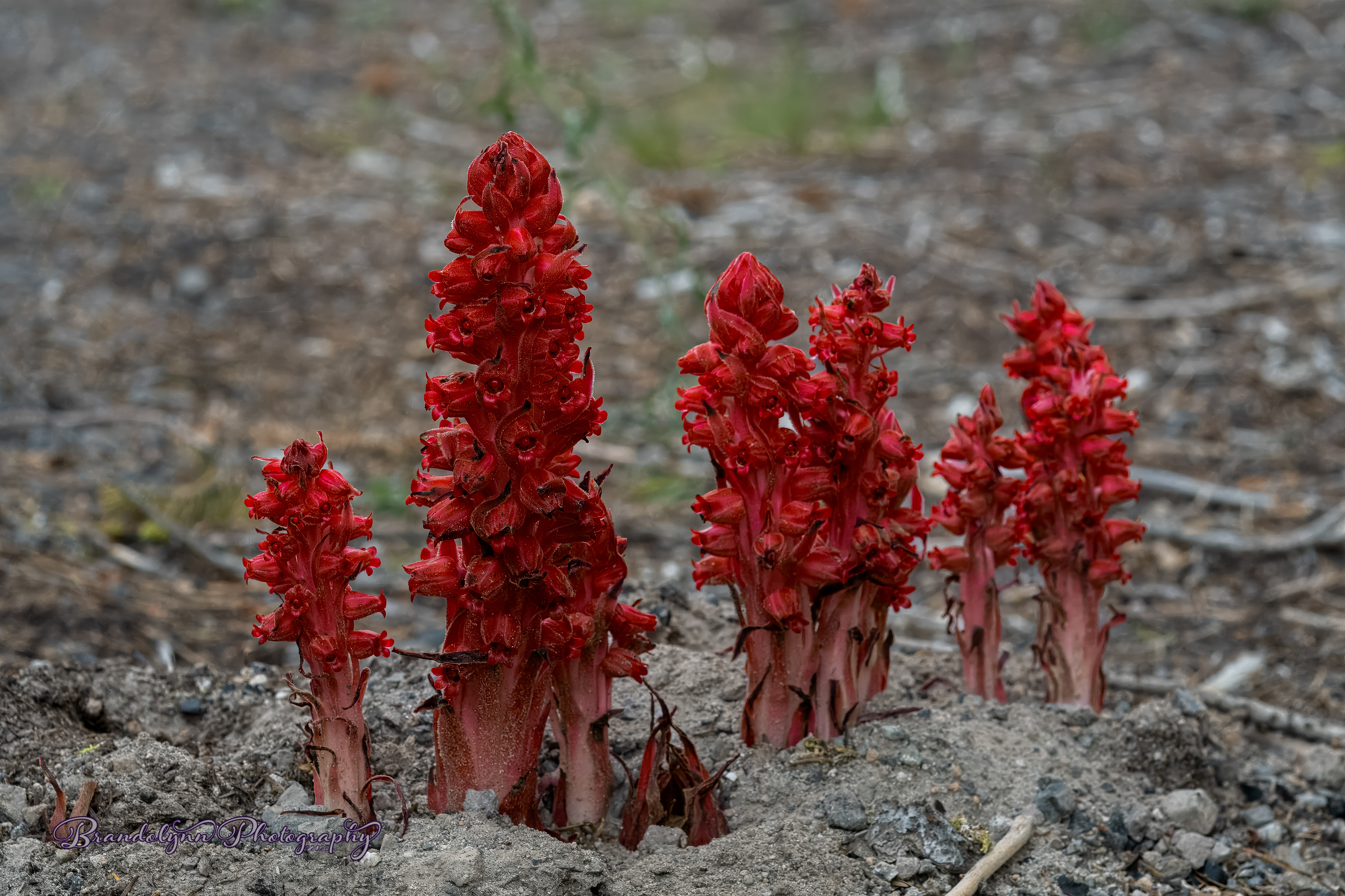 Sarcodes sanguinea, or "Snow Plant"