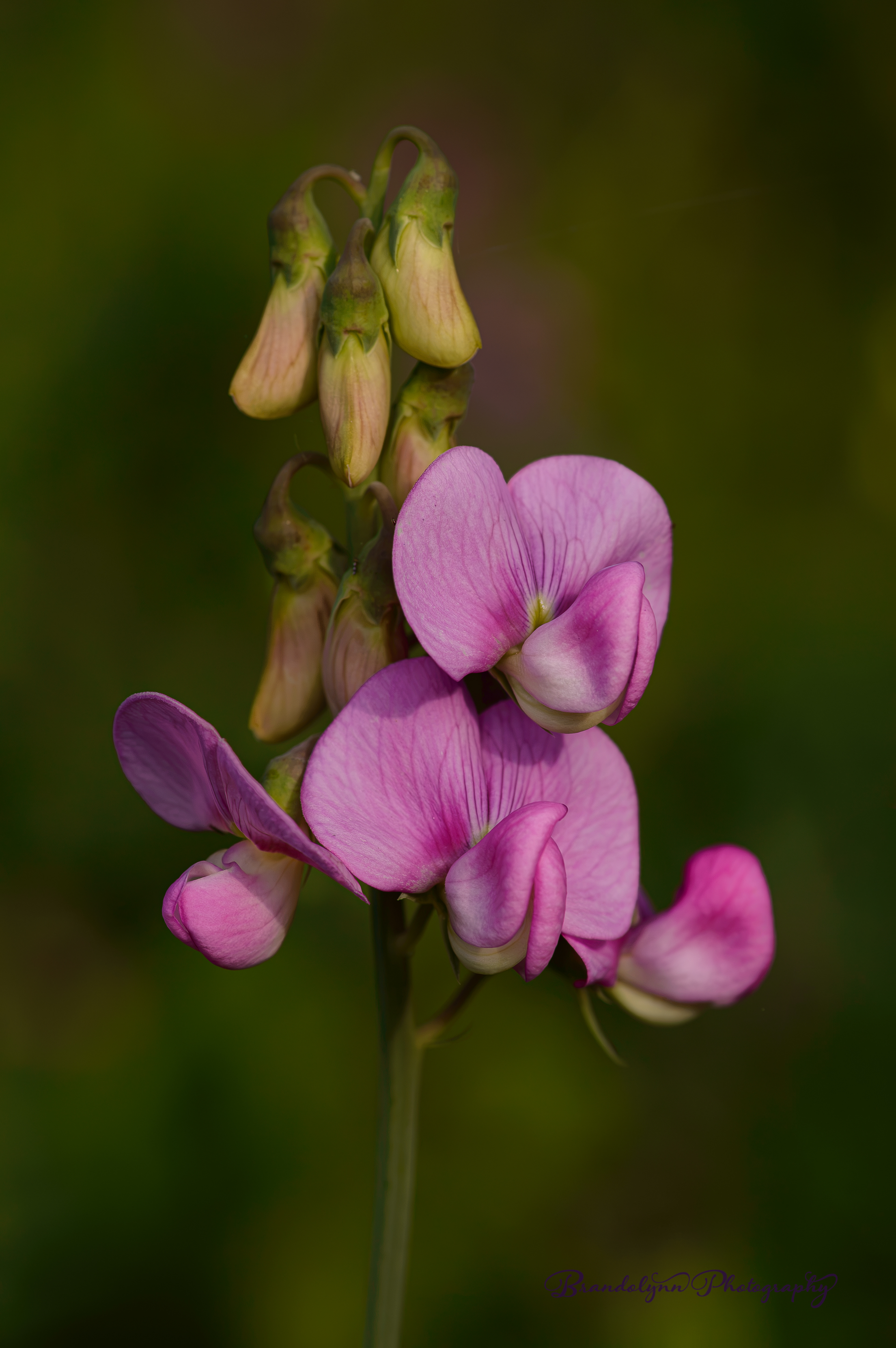  Lathyrus latifolius or "Perennial Sweet Pea"