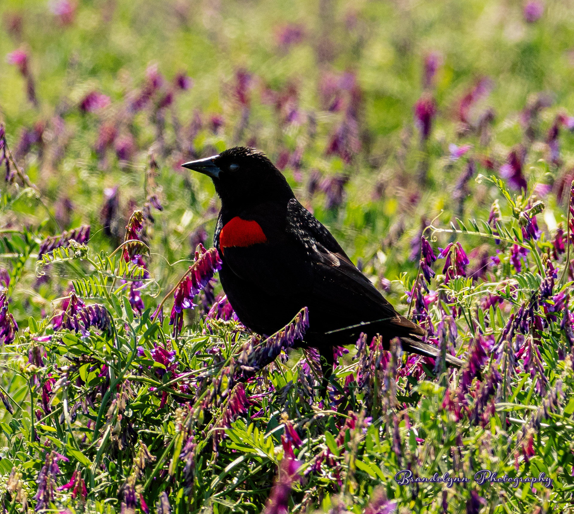 Red-winged Blackbird
