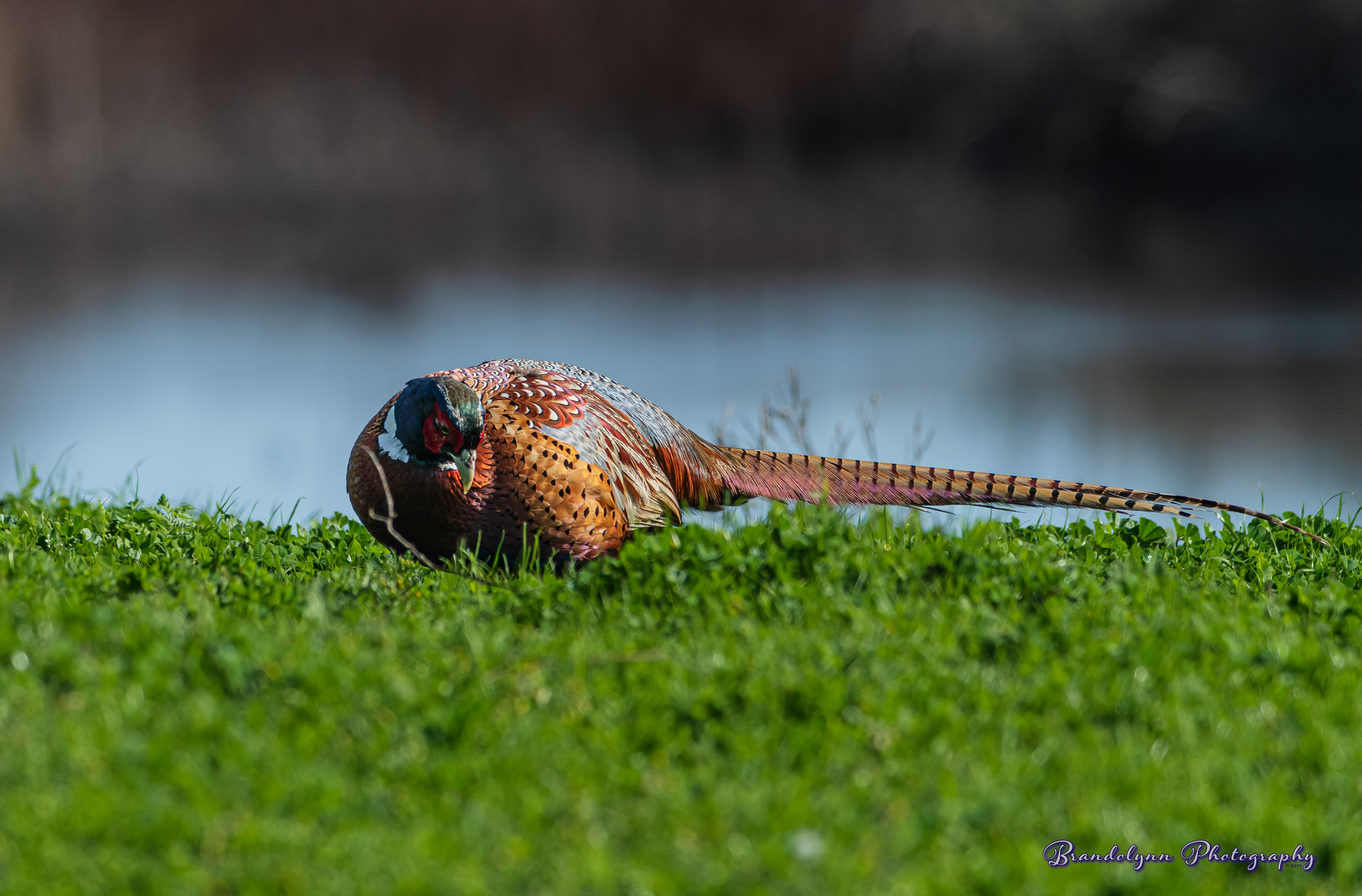 Pheasant