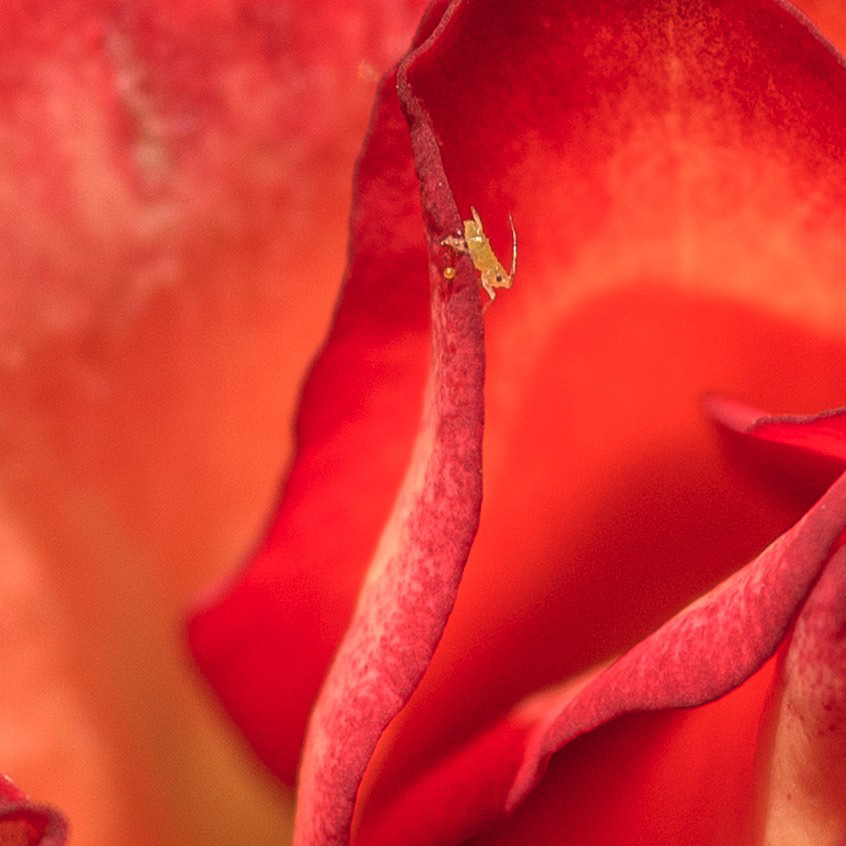 "Chihuly", floribunda rose with a tiny insect. This is a zoomed in section of the one before it.