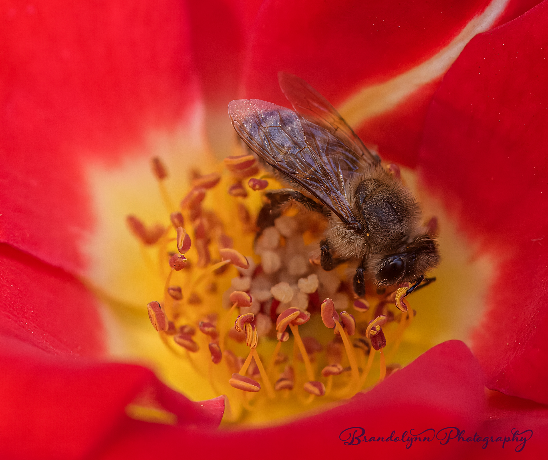 Honey Bee
