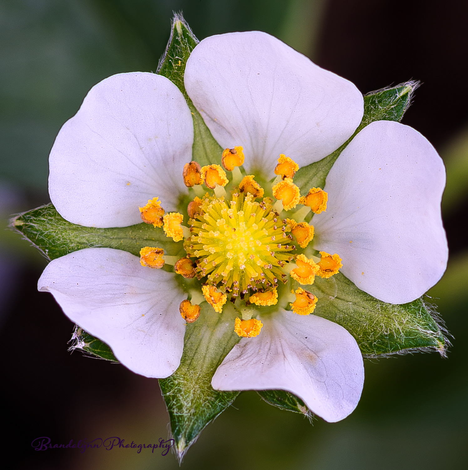 Strawberry blossom