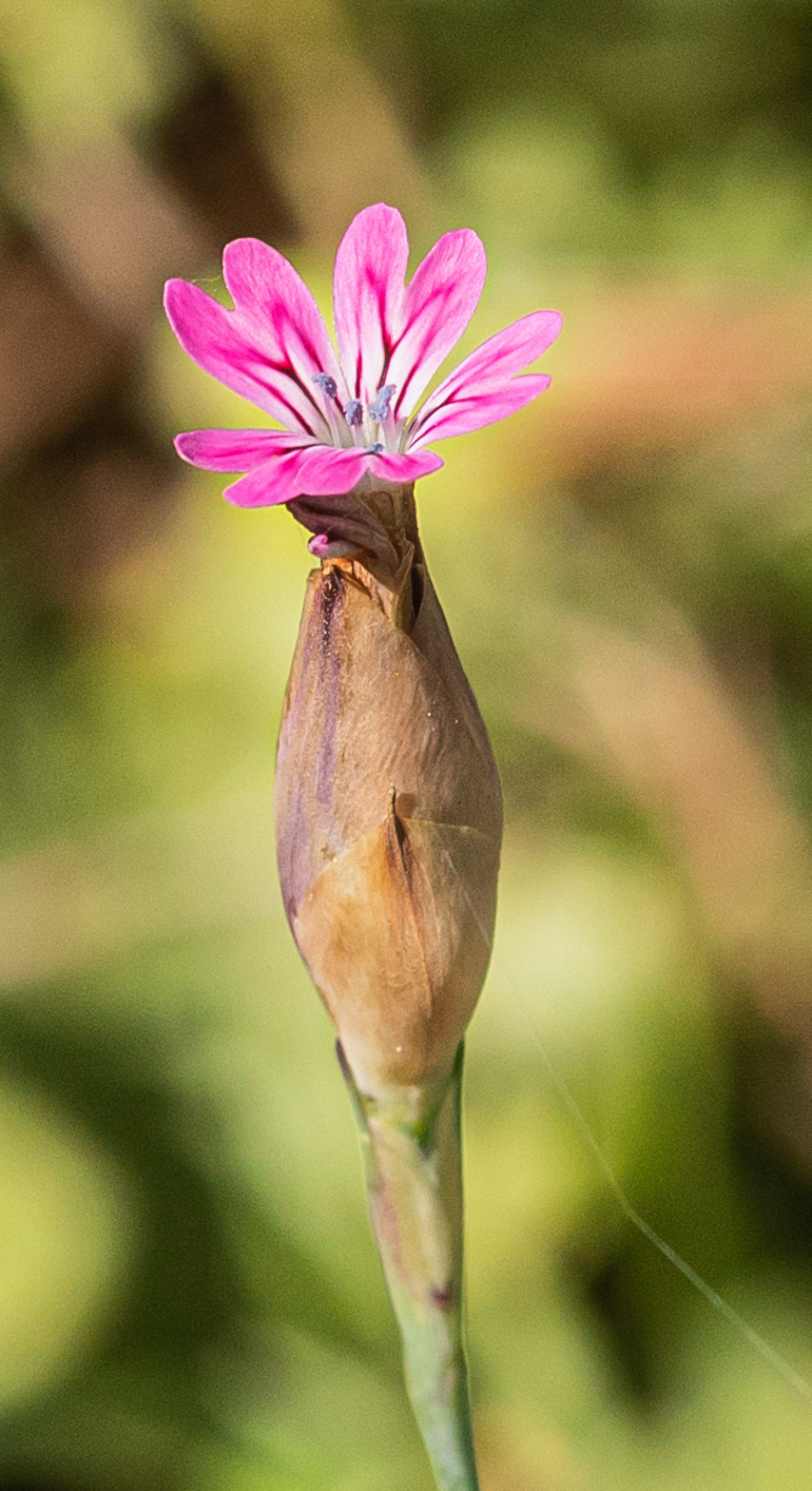 Petrorhagia dubia, or "Hairy Pink"