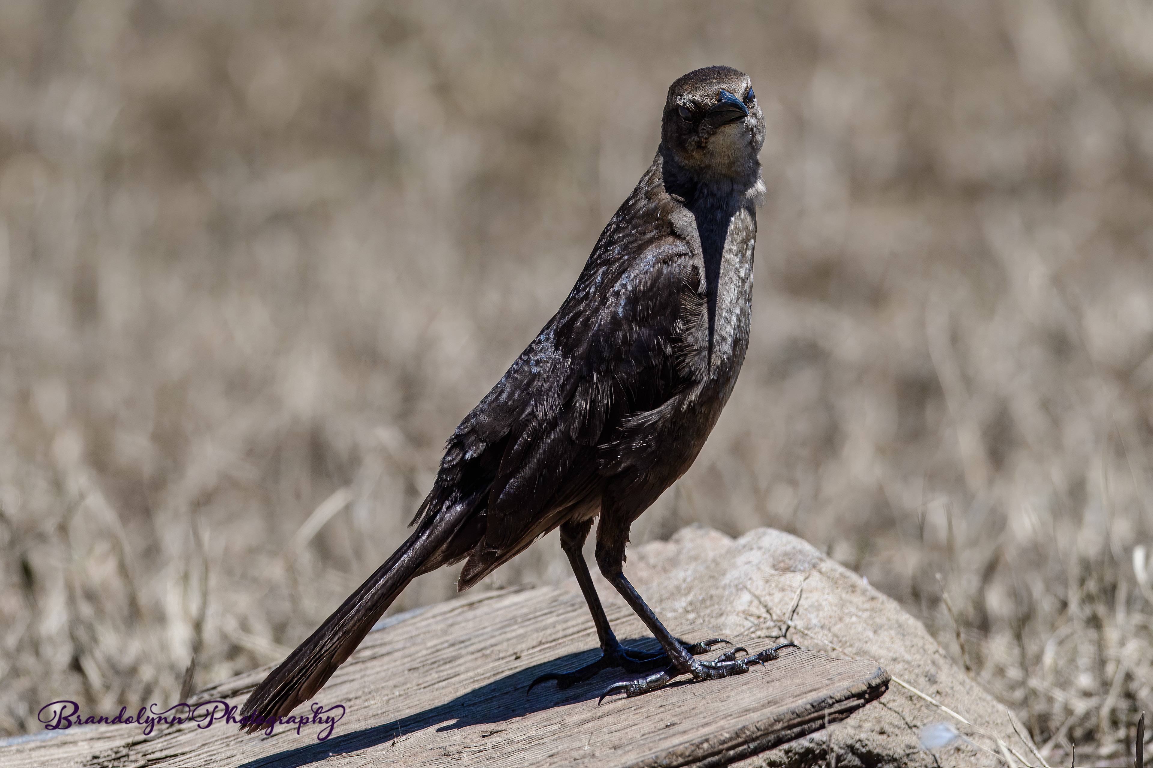  Female Great-tailed Grackle