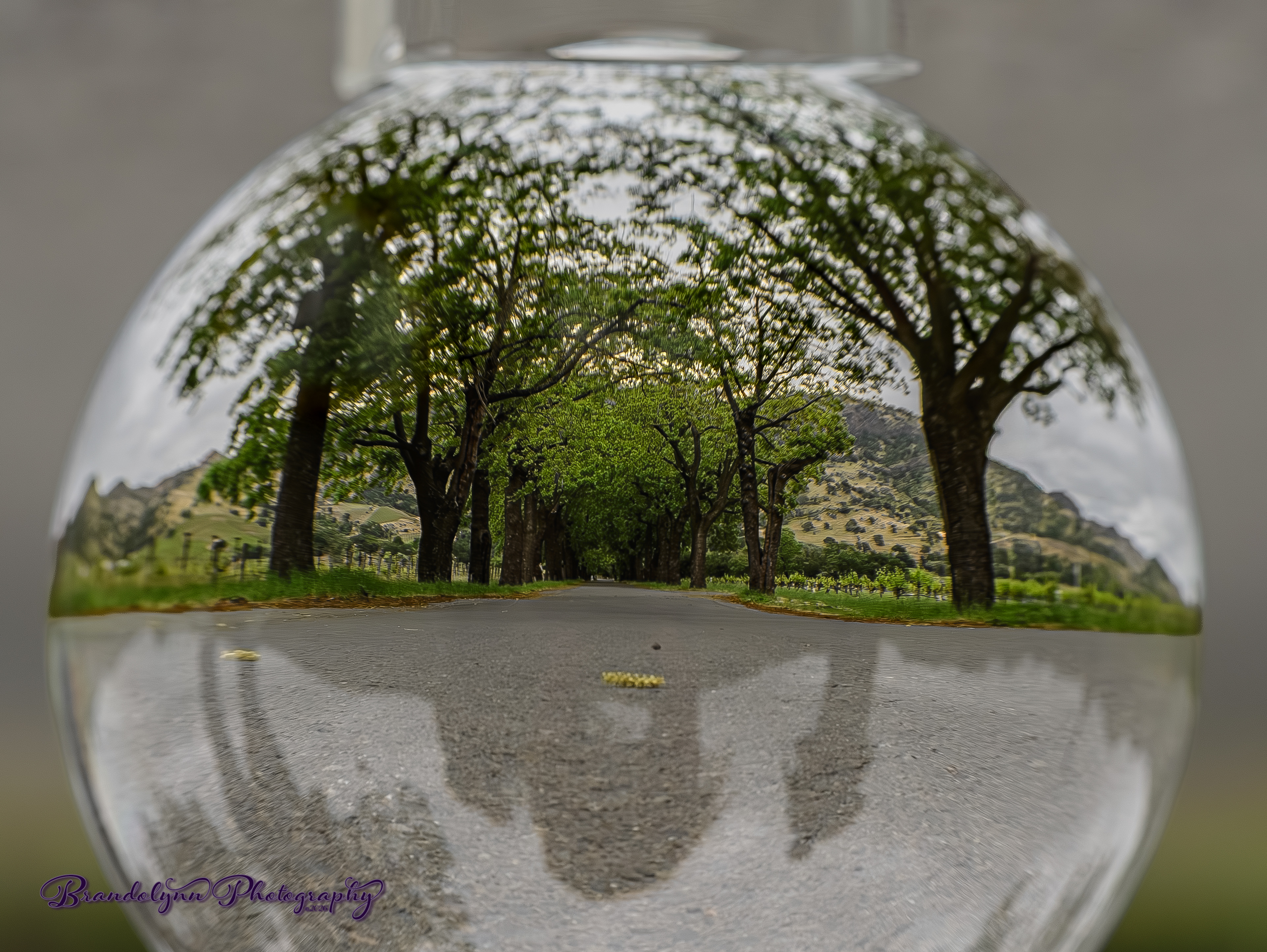 Tree tunnel in the Napa Valley. Taken through a clear photo sphere.