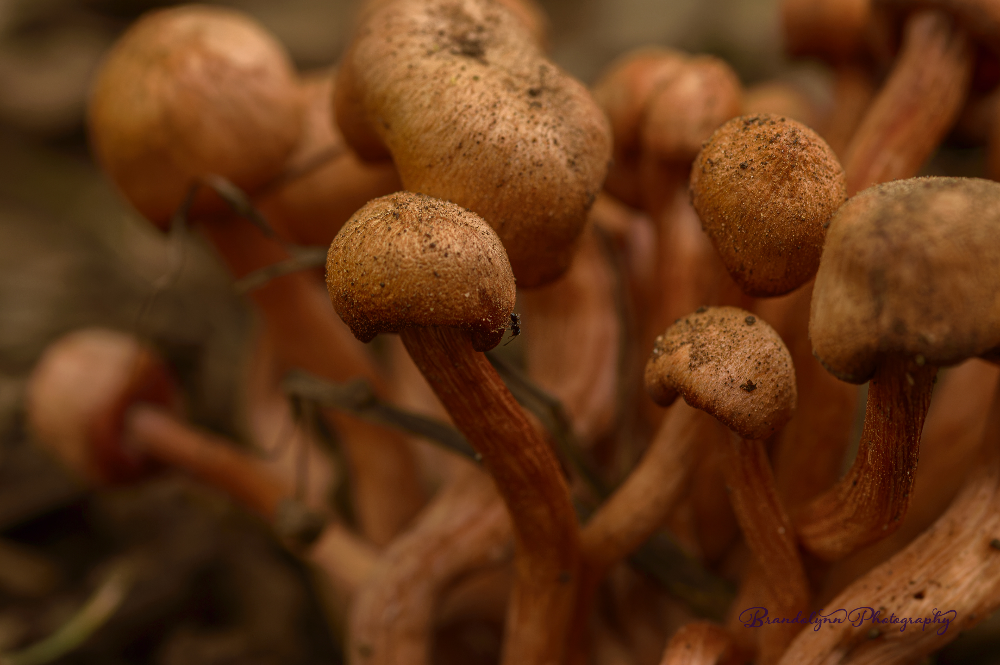 Armillaria mellea or "Honey Mushroom/Oak Root Fungus" with a Velvety Tree Ant