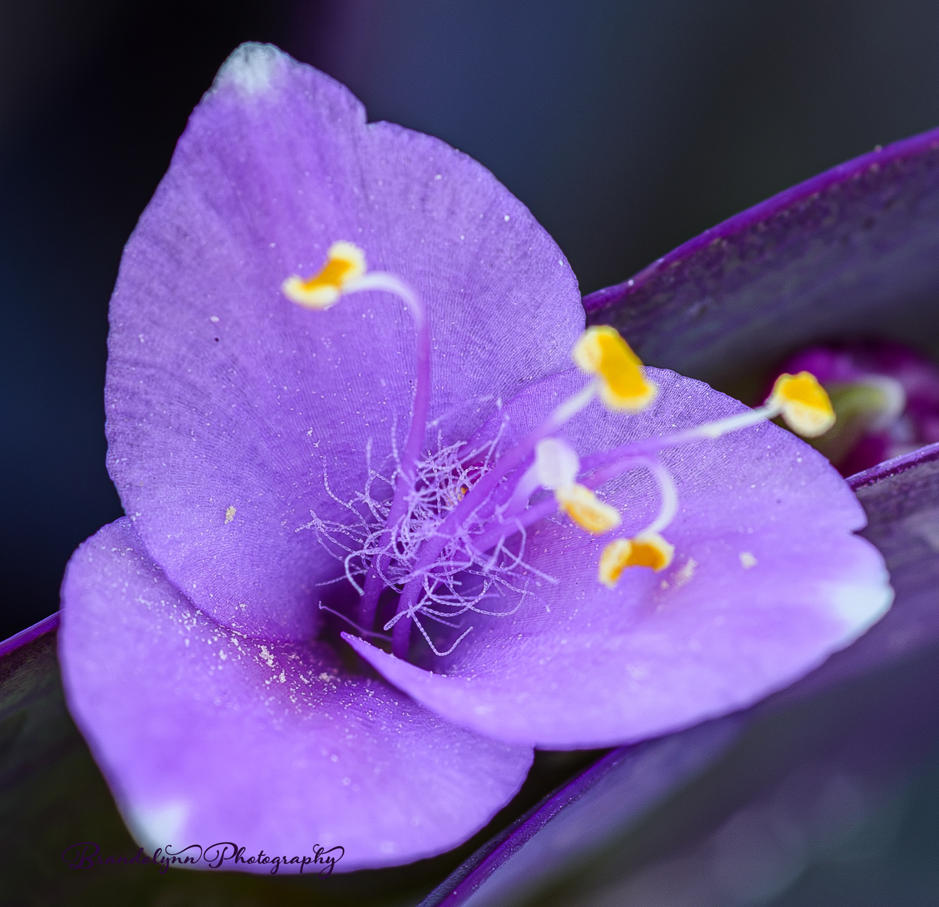 Tradescantia pallida, or "Purple Heart"