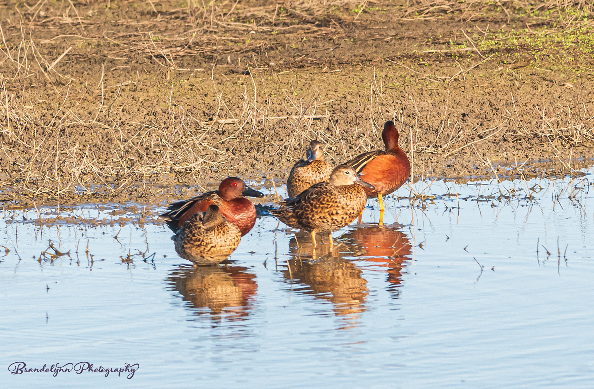 Cinnamon Teals