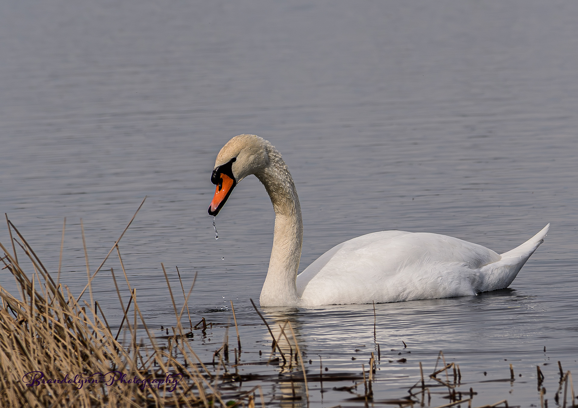 Female Mute Swan