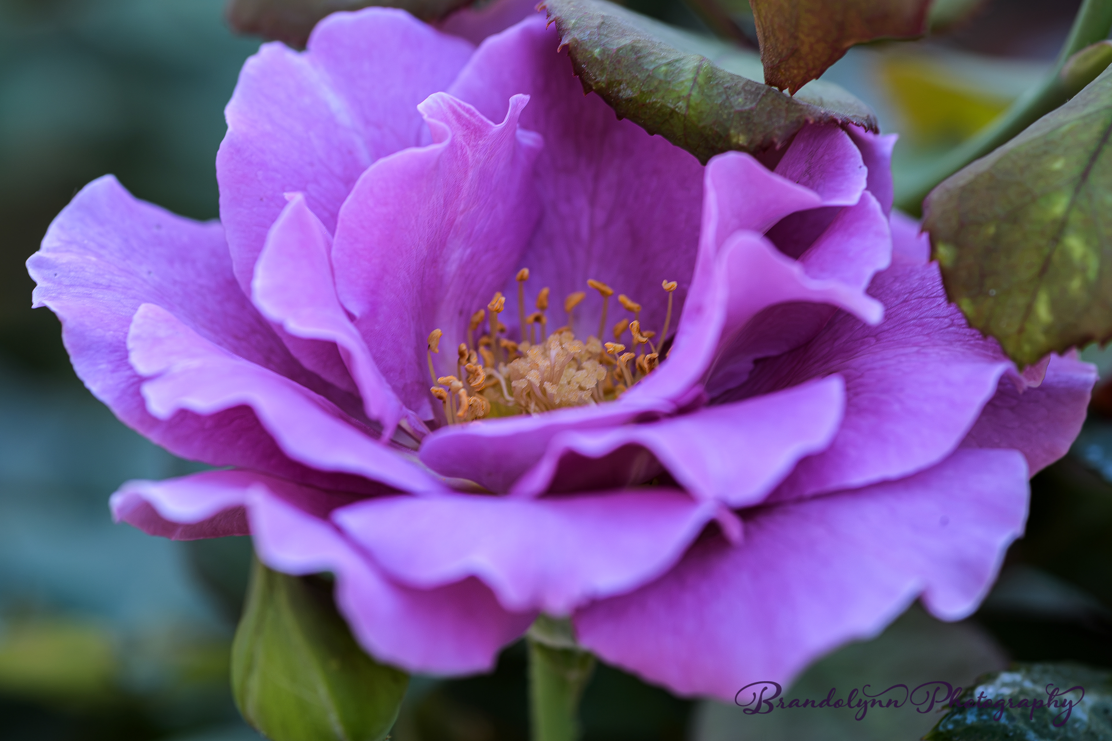 "Angel Face", lavender floribunda rose